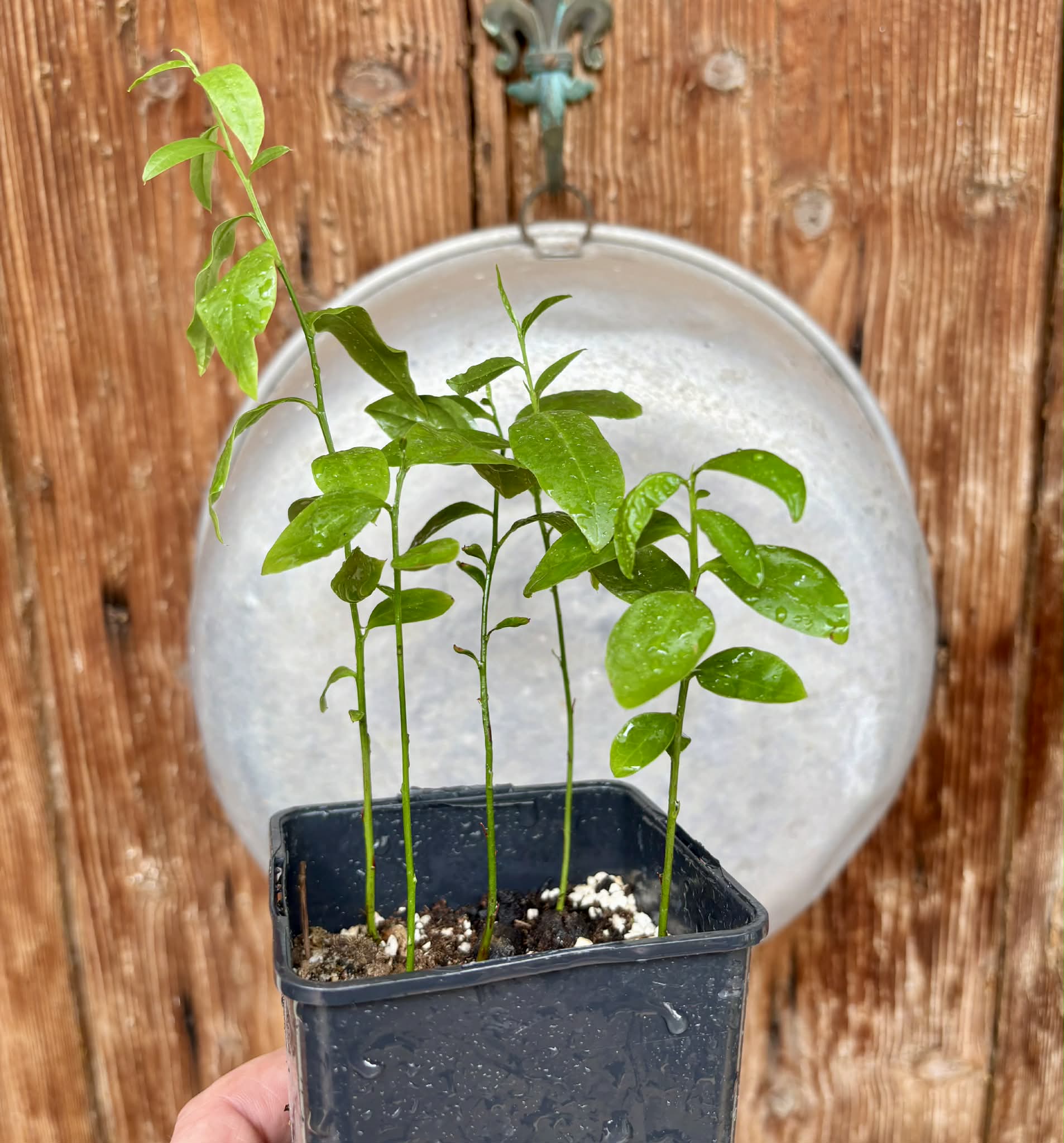 5 in 1 pot - Ximenia americana - Ameixa da Caatinga - 5 seedlings in one pot / 5 Sämlinge in einem Topf