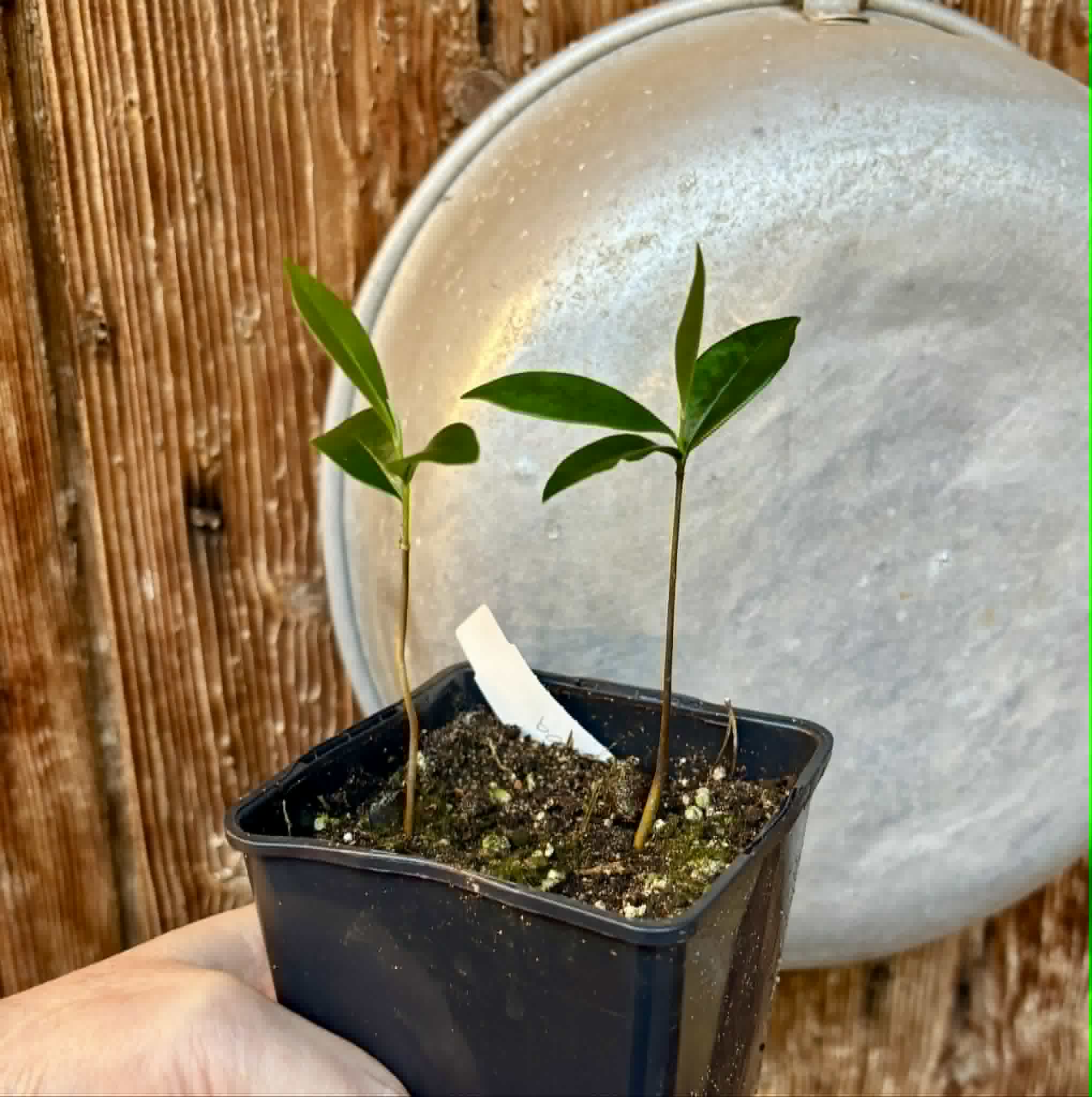 2 in 1 pot - Duguetia lanceolata - Pindaiba - 2 potted seedlings in one pot / 2 getopfte Sämlinge in einem Topf
