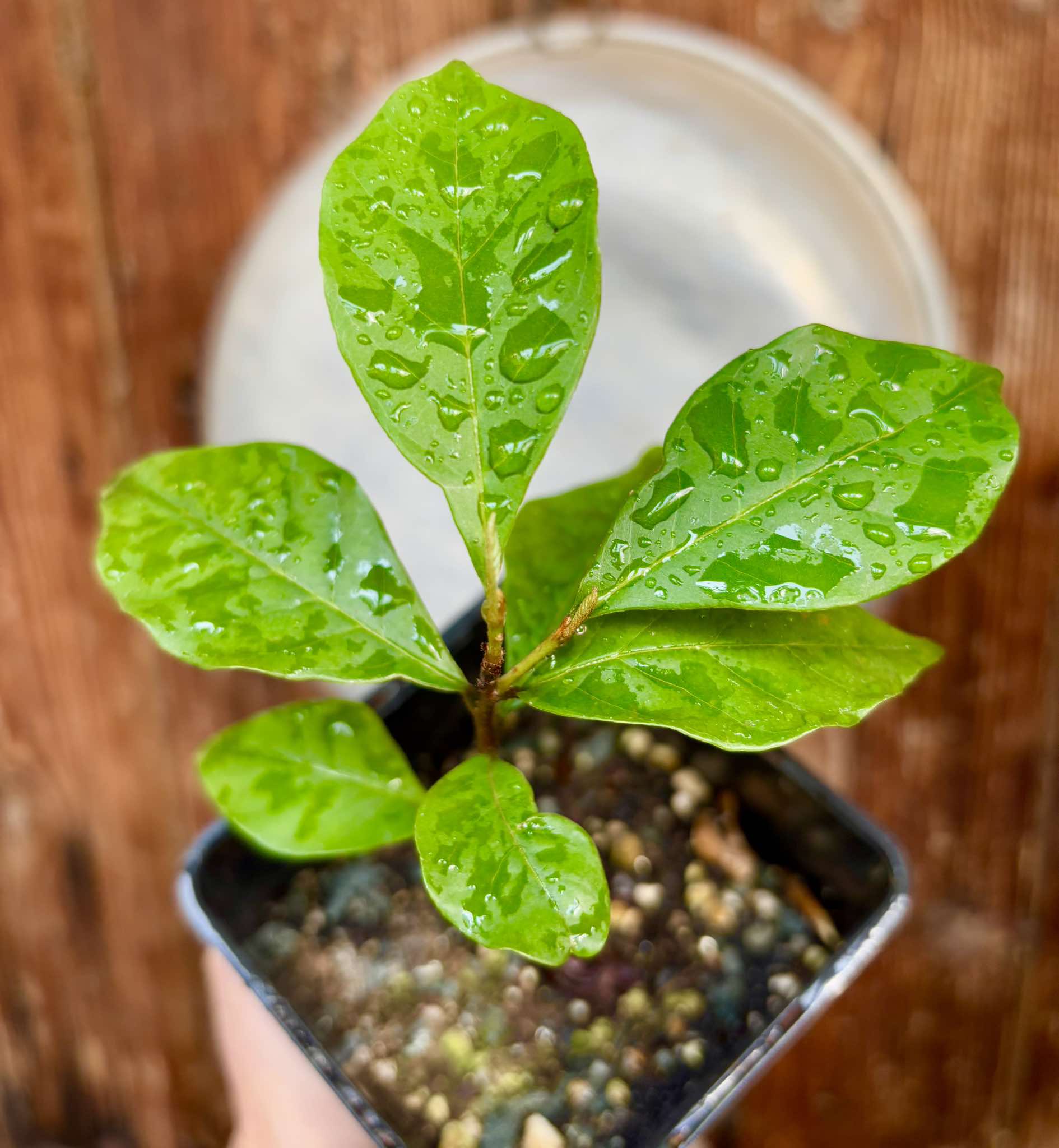 Pouteria reticulata - Maria Preta - 1 potted plant / 1 getopfte Pflanze