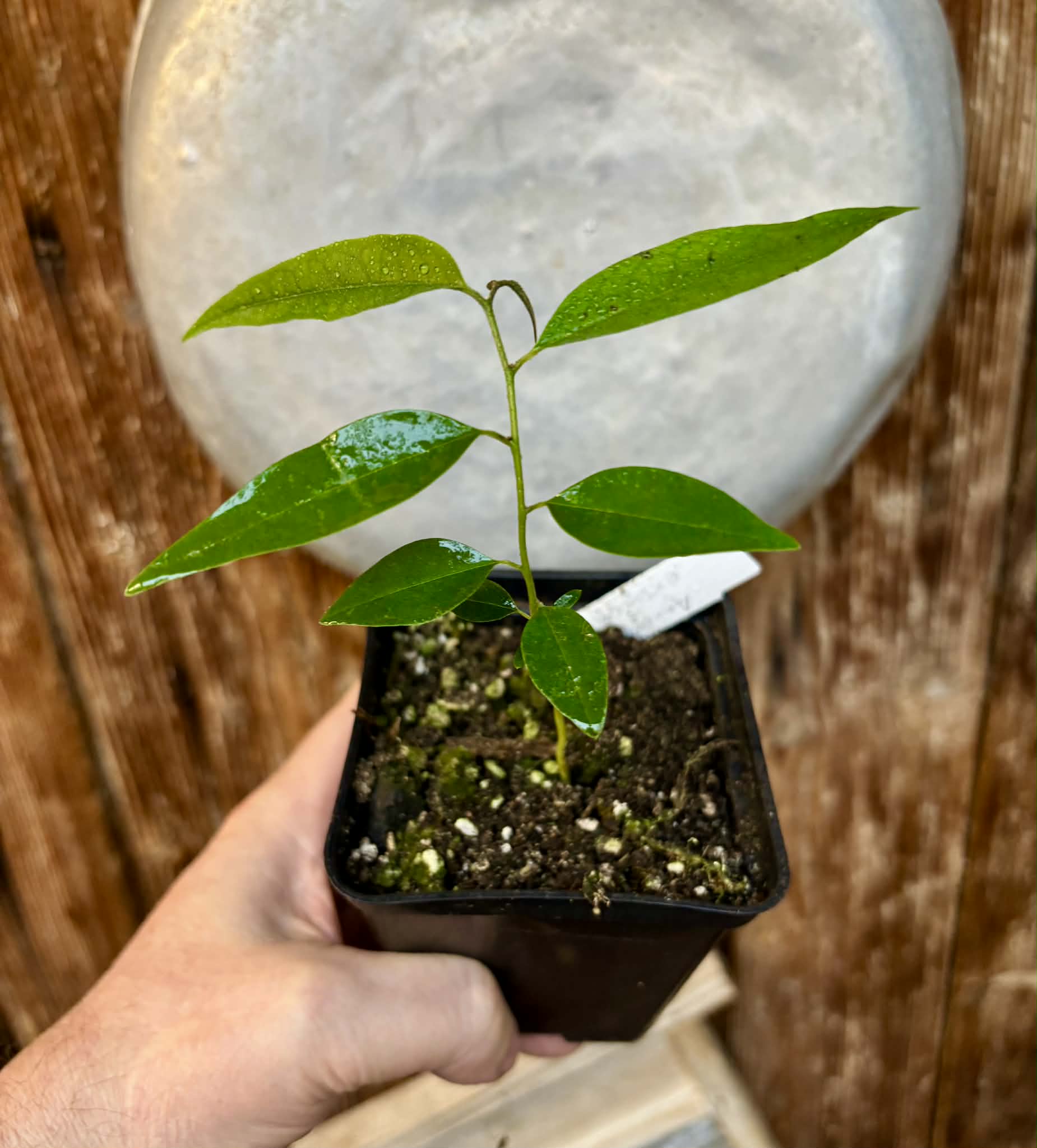 Annona exsucca - 1 potted seedling / 1 getopfter Sämling