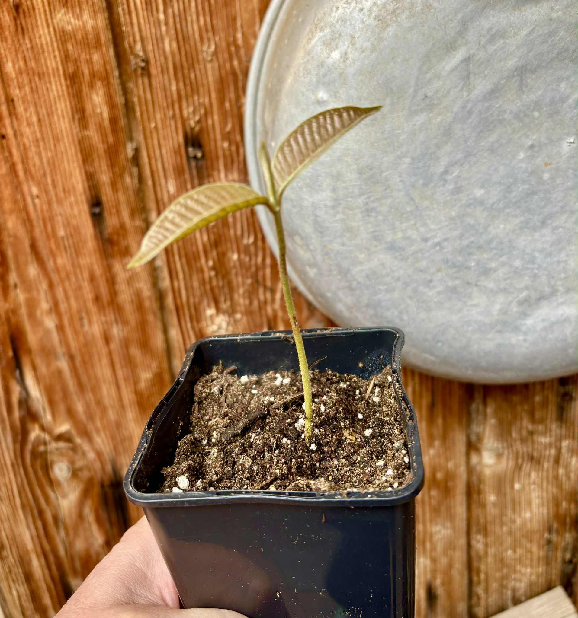 Ecclinusa sp Doce - 1 potted seedling / 1 getopfter Sämling