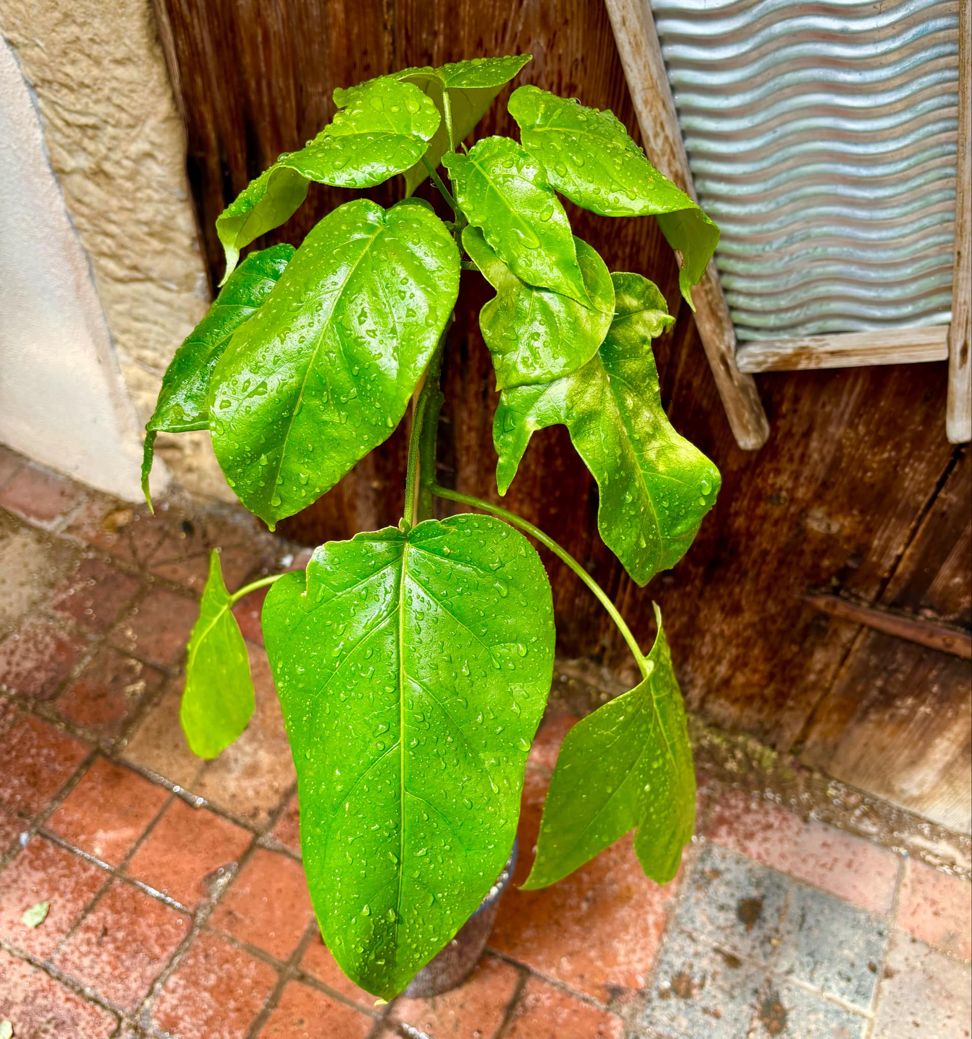 Guava Tamarillo (Solanum diploconos) - 1 potted plant / 1 getopfte Pflanze Guava Tamarillo (Solanum diploconos) - 1 potted plant / 1 getopfte Pflanze