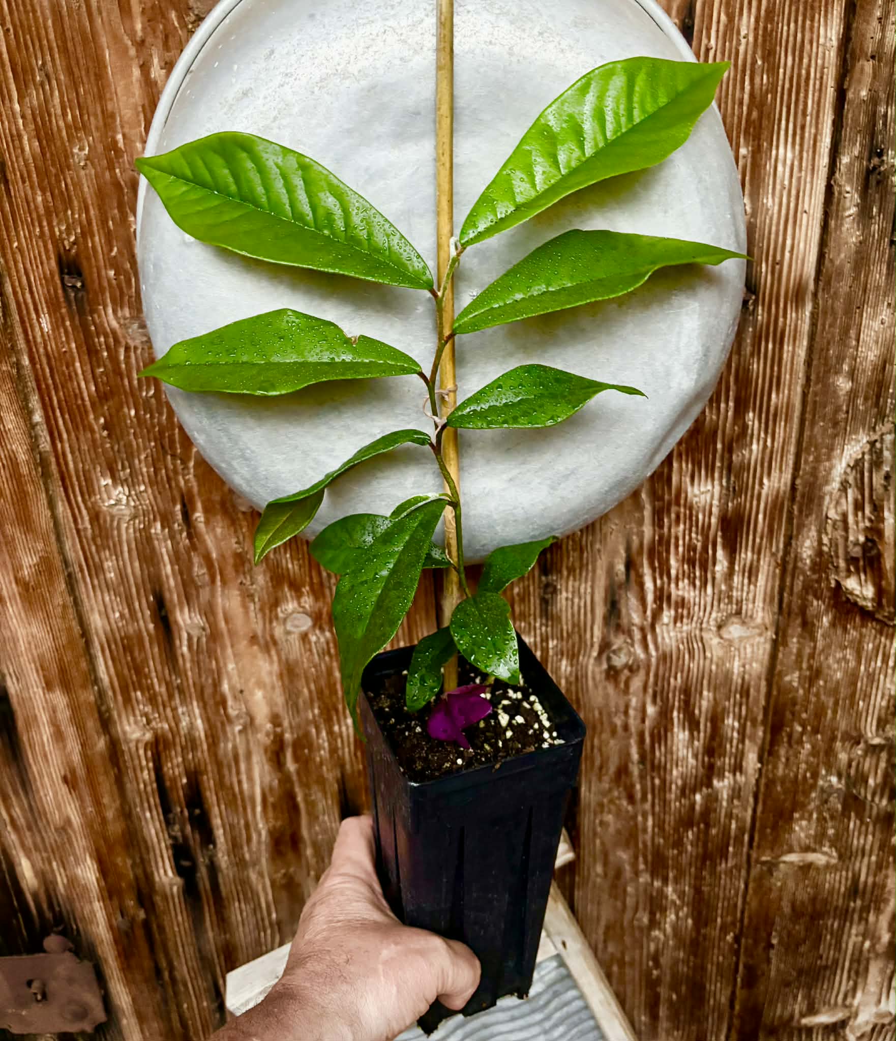 Chrysophyllum januariense  -  1 potted seedling / 1 getopfter Sämling