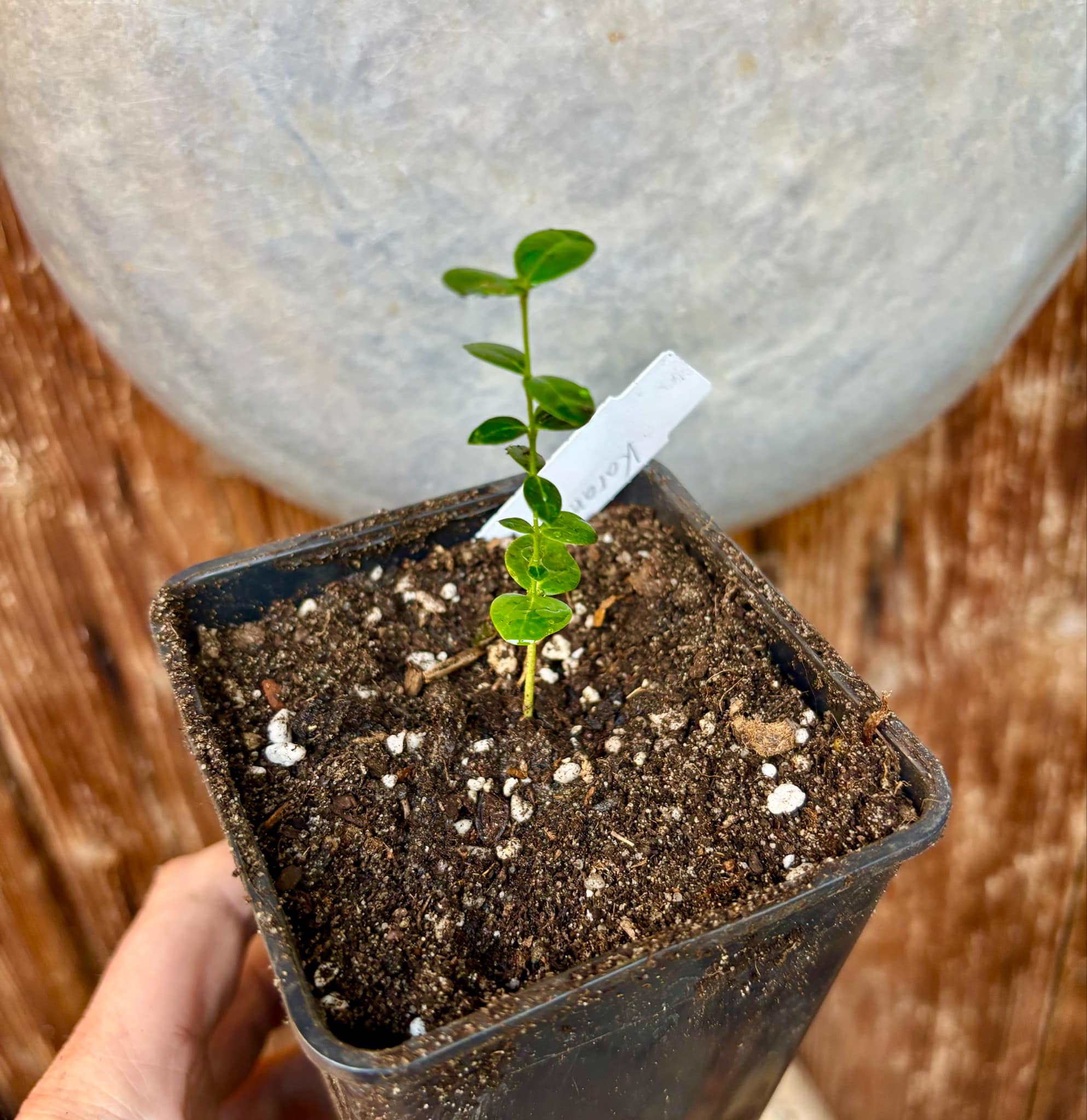 Carissa carandas - Karanda / 1 small potted seedling / 1 kleiner getopfter Sämling Carissa carandas - Karanda / 1 small potted seedling / 1 kleiner getopfter Sämling