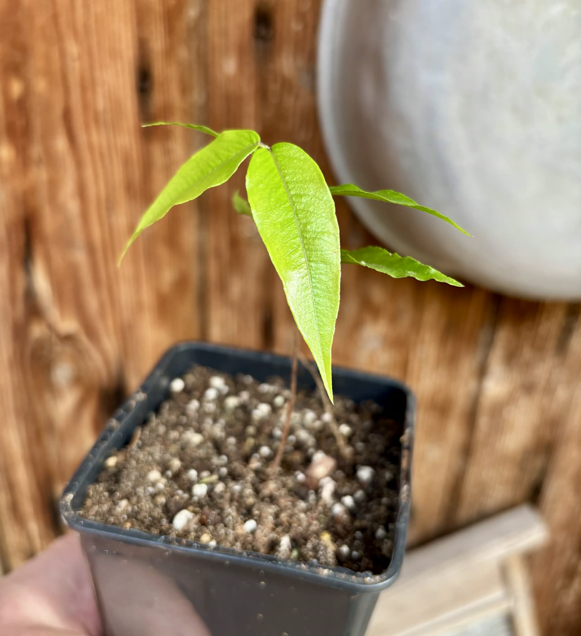 Myrciaria sp Jaboticaba - 1 potted seedling / 1 getopfter Sämling