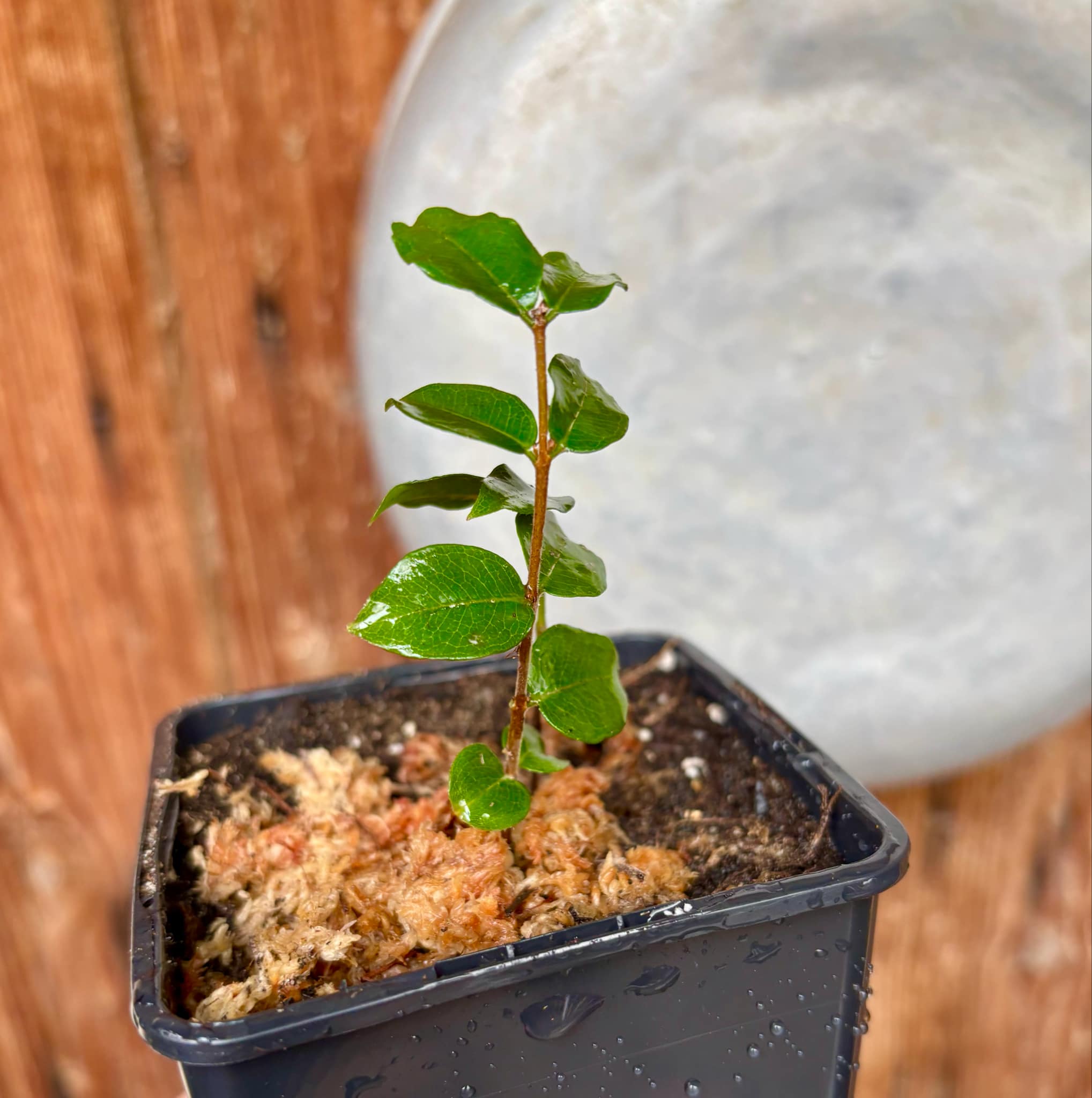 Eugenia uniflora var. Tutti Colore 1 rooted  cutting, potted / 1 bewurzelter Steckling, getopft