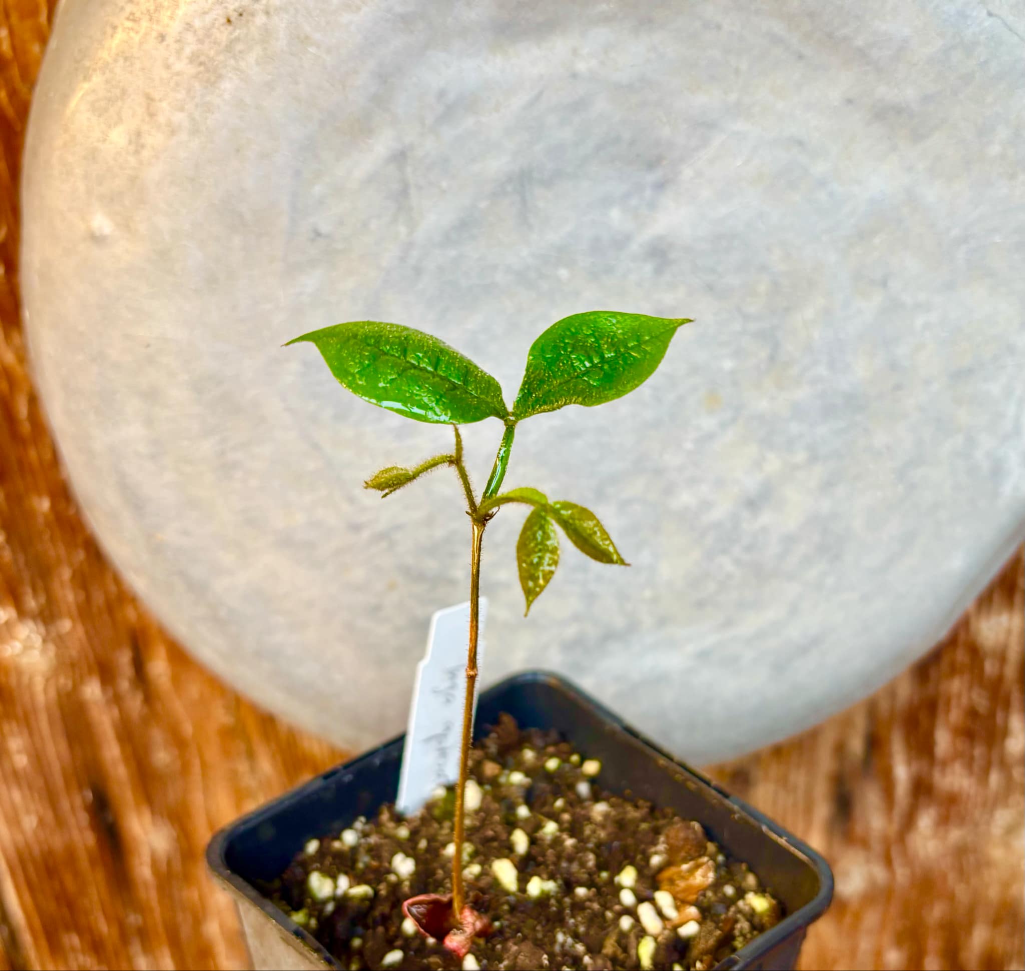 Inga aptera  - 1 small potted seedling / 1 kleiner, getopfter Sämling
