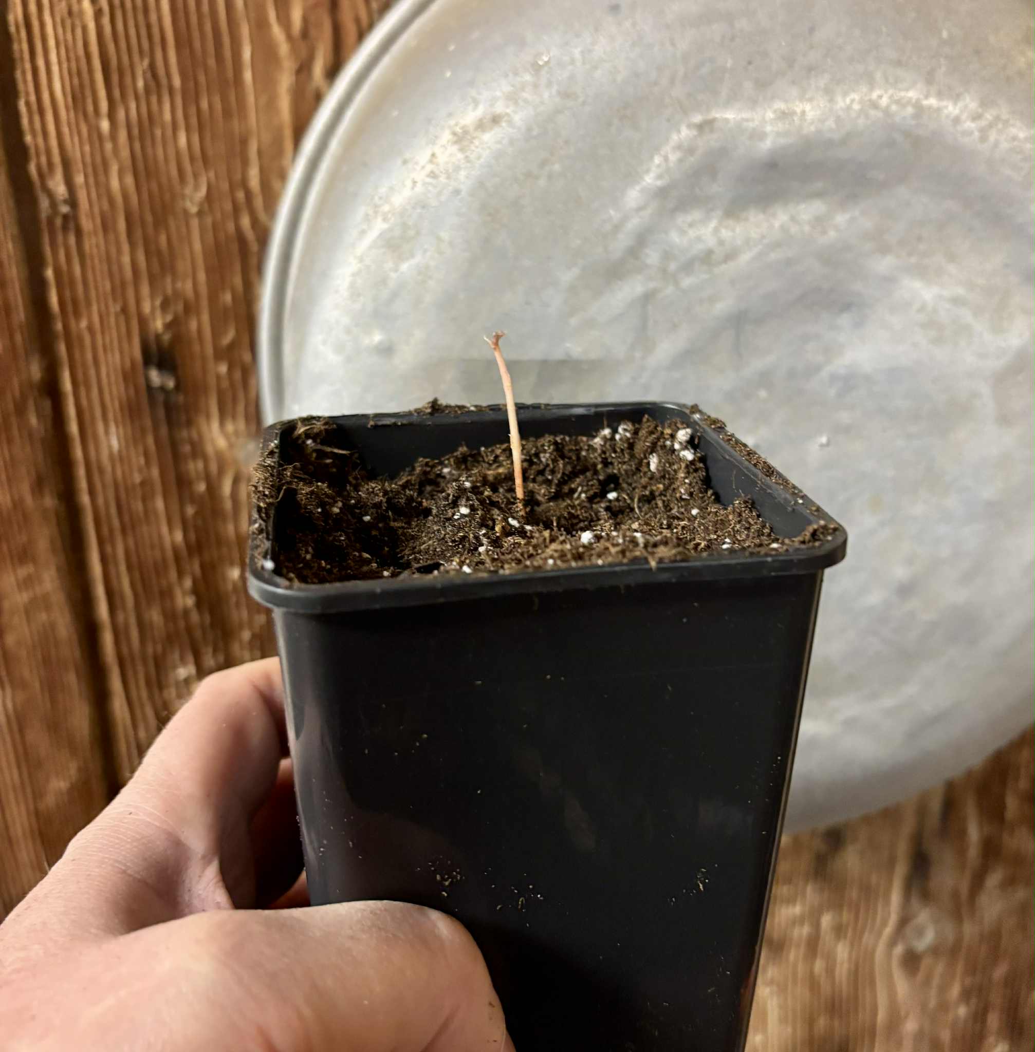 Eugenia sp Ametista - 1 potted seedling / 1 getopfter Sämling