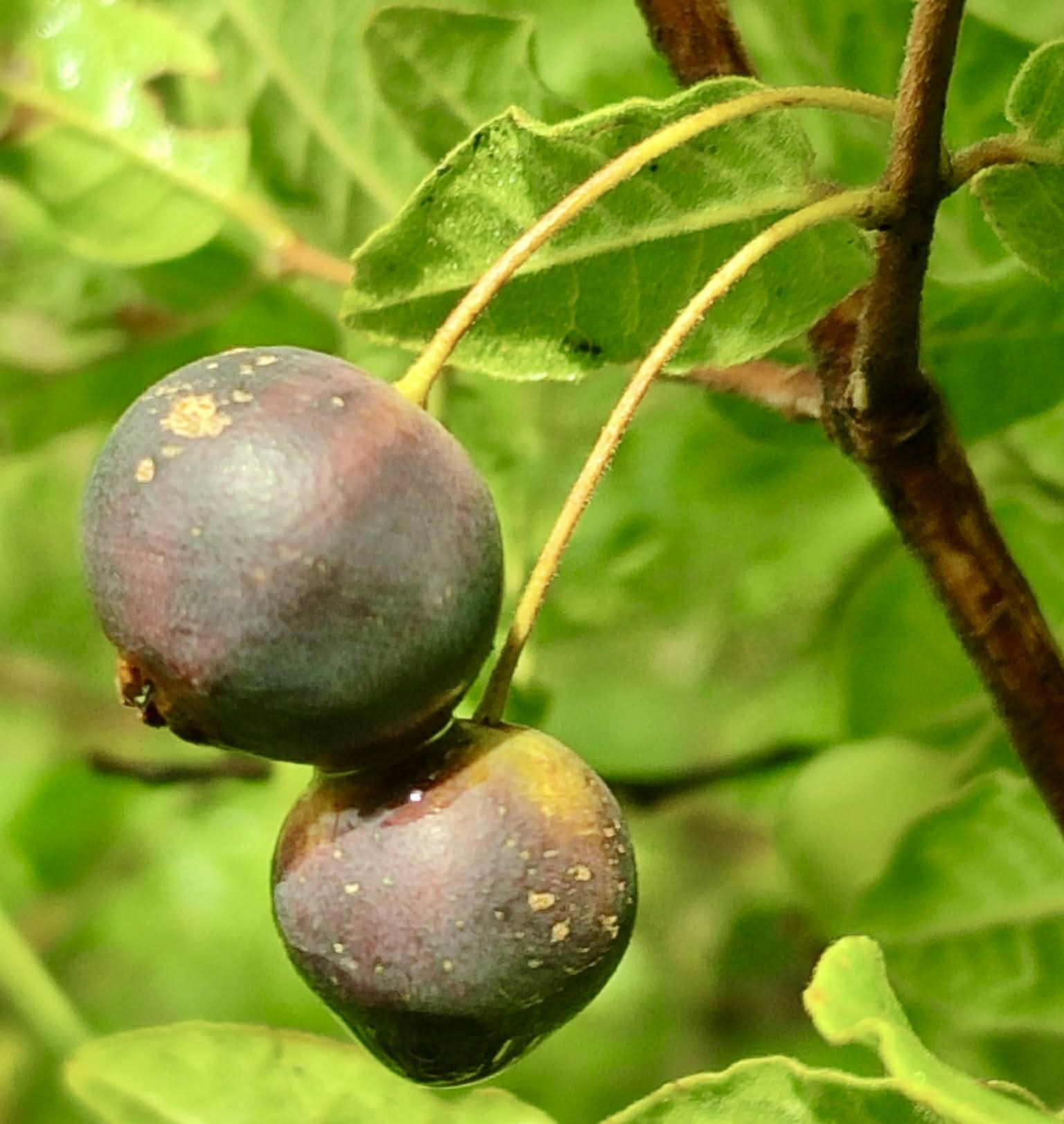 Campomanesia eugenioides var desertorum -  1 fresh seed / 1 frischer Samen