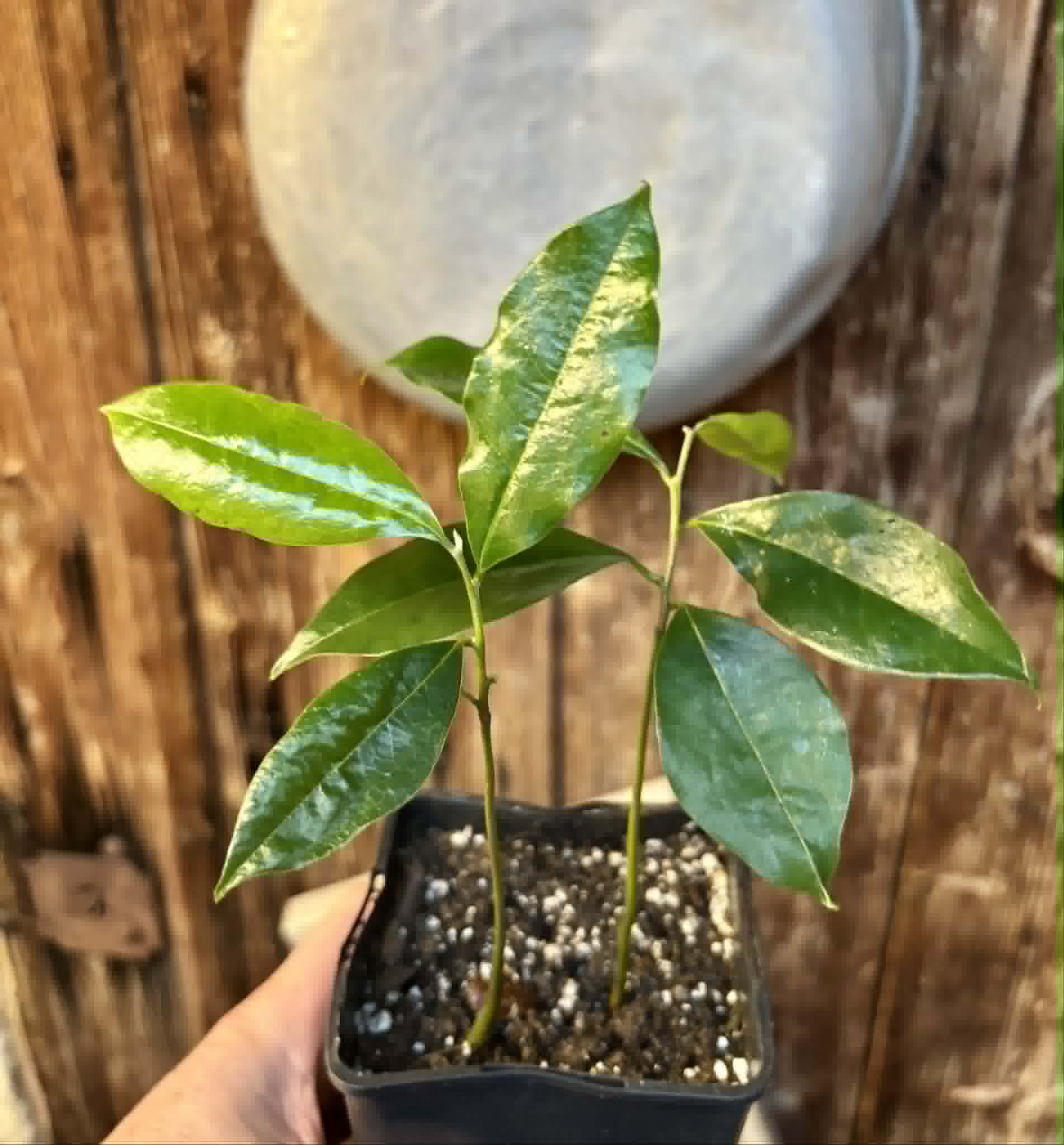 2 in 1 pot - Annona muricata - Soursop / Stachelannone - 2 seedlings in one pot / 2 Sämlinge in einem Topf