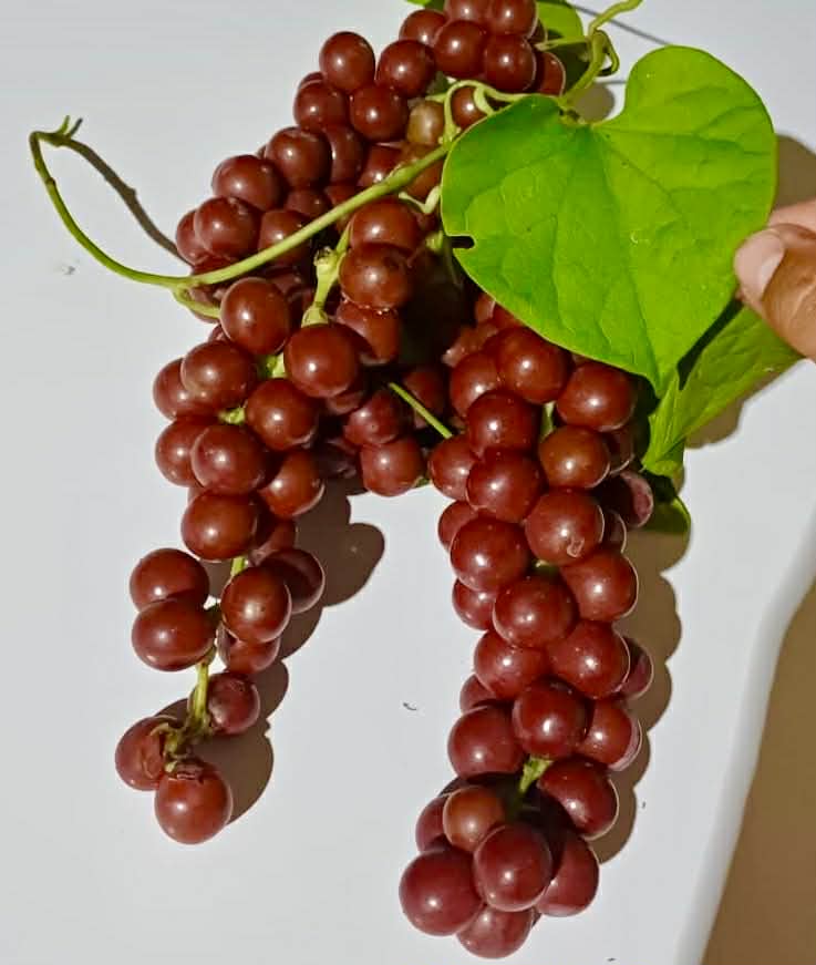 Uva do Mato (Disciphania ernstii) - 1 potted plant / 1 getopfte Pflanze