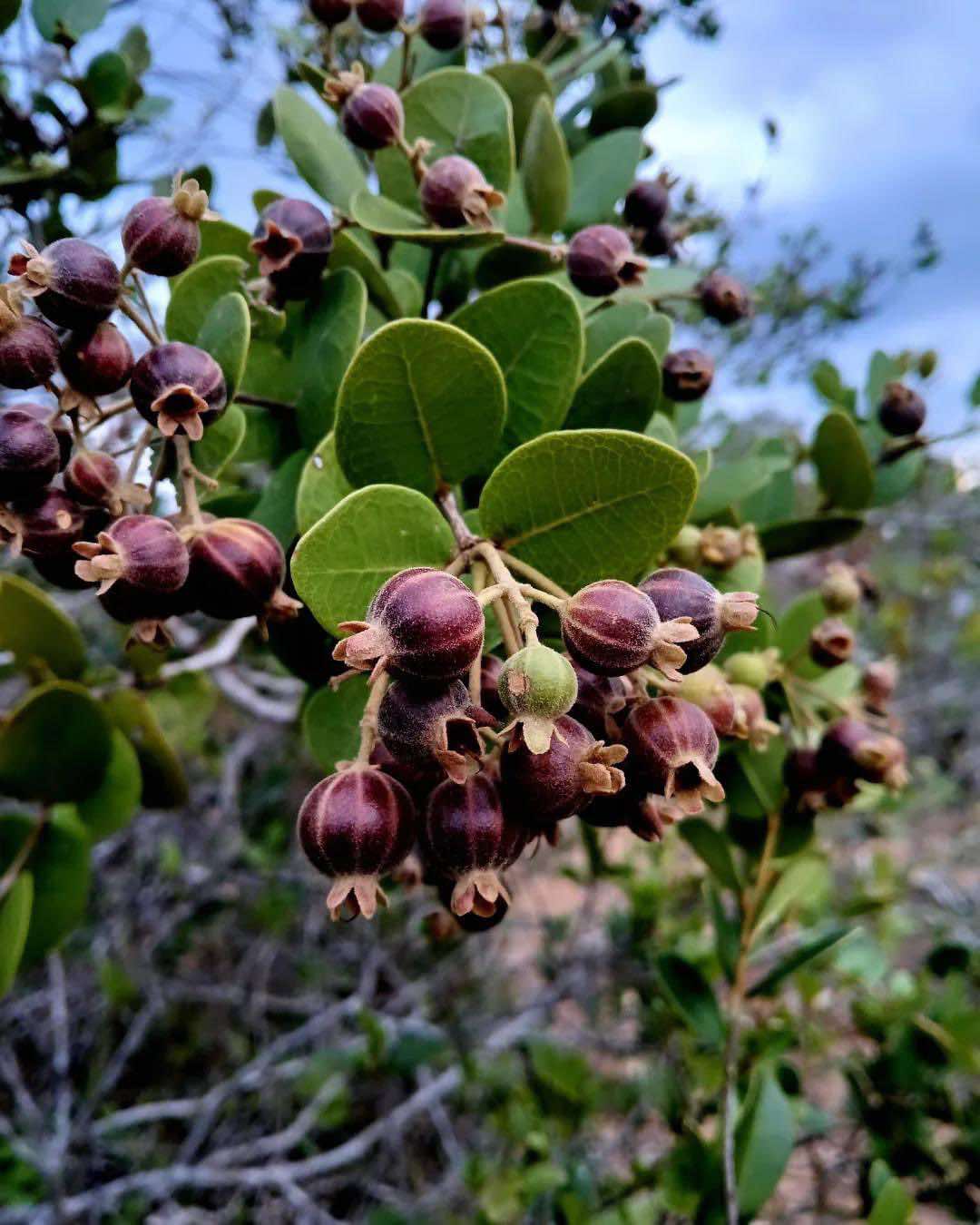 Bico Doce (Algrizea macrochlamys)  - 1 potted plant / 1 getopfte Pflanze