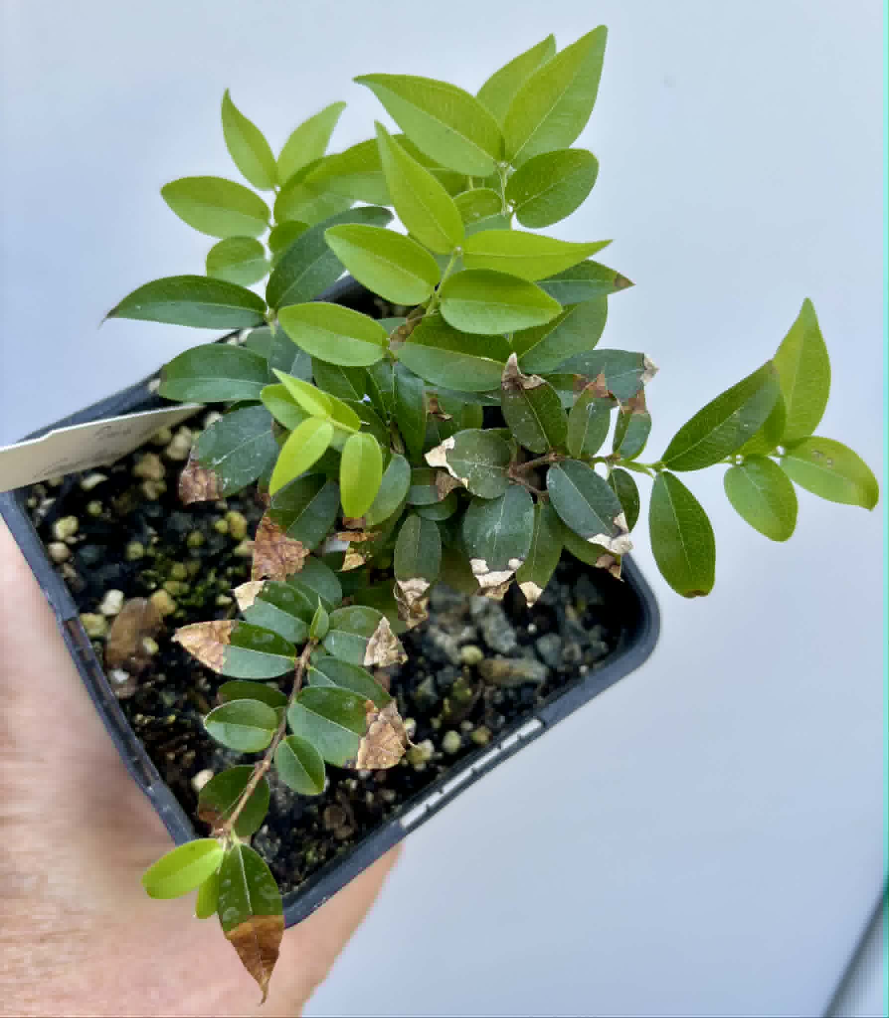 Jaboticaba - Plinia sp Canelinha Polpa rosea - 1 potted seedling / 1 getopfter Sämling