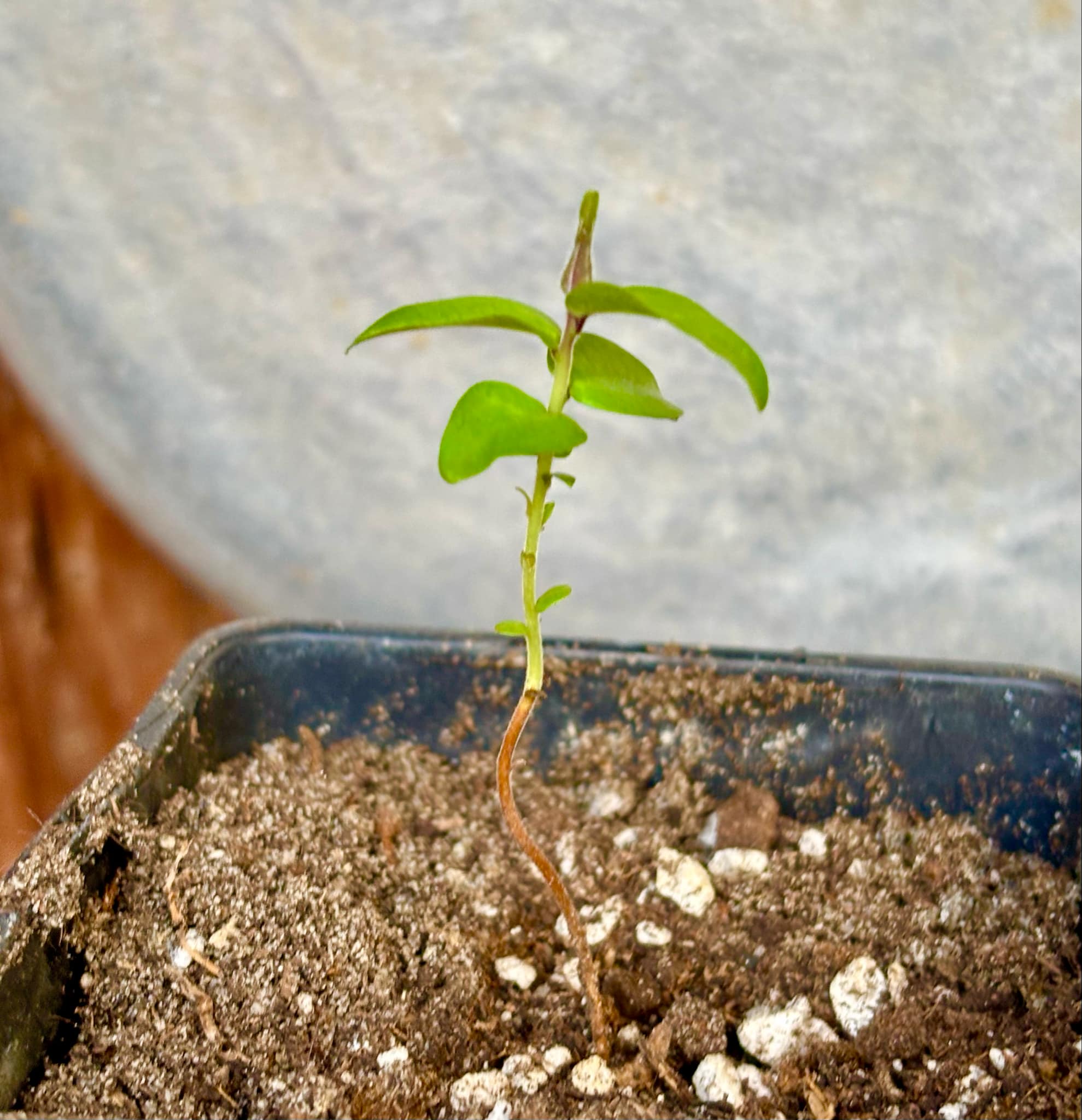 Eugenia sp Palometa - 1 small potted seedling / 1 kleiner, getopfter Sämling Eugenia sp Palometa - 1 small potted seedling / 1 kleiner, getopfter Sämling