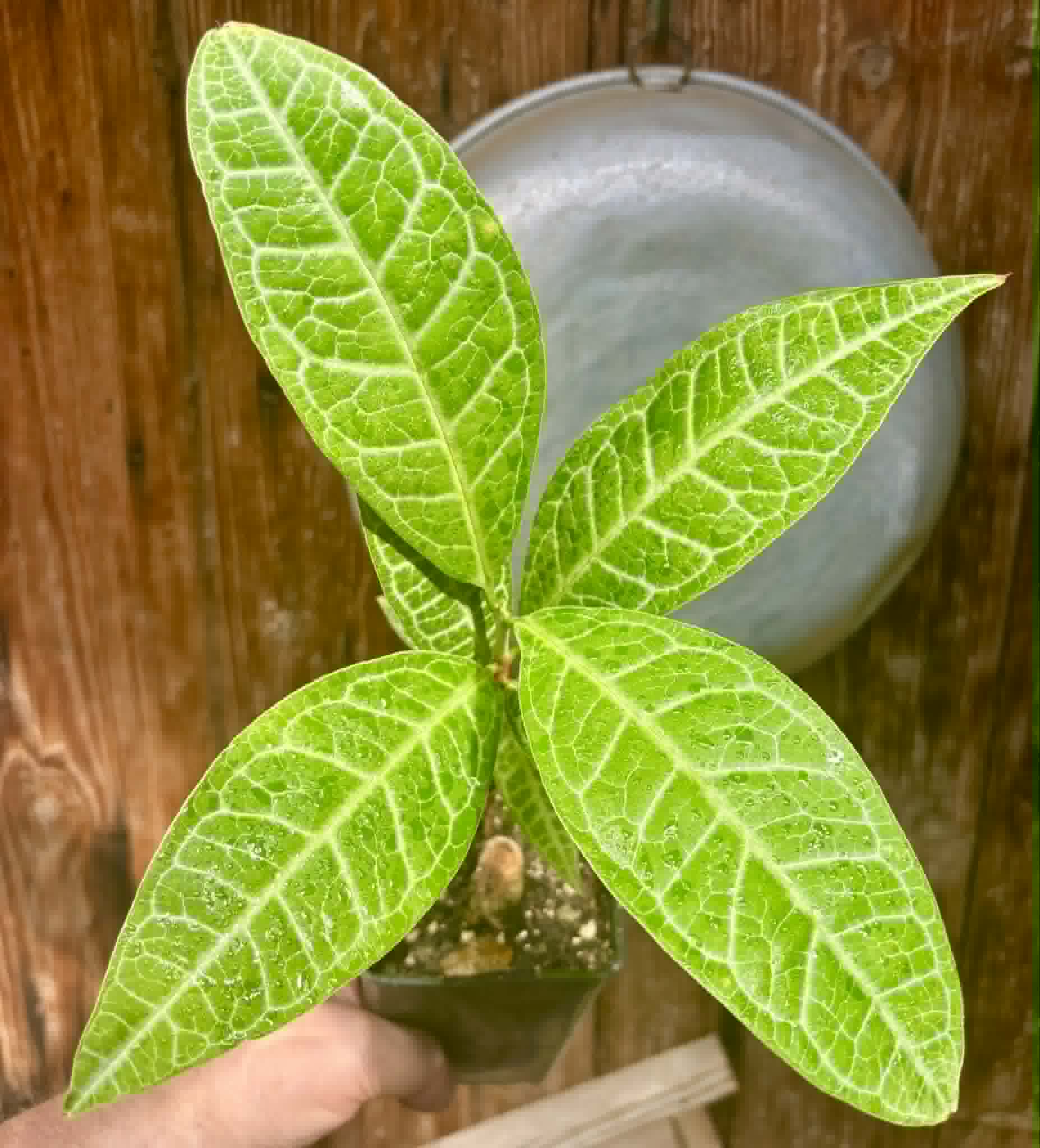 Eugenia sp Labisia -  1 potted seedling / 1 getopfter Sämling