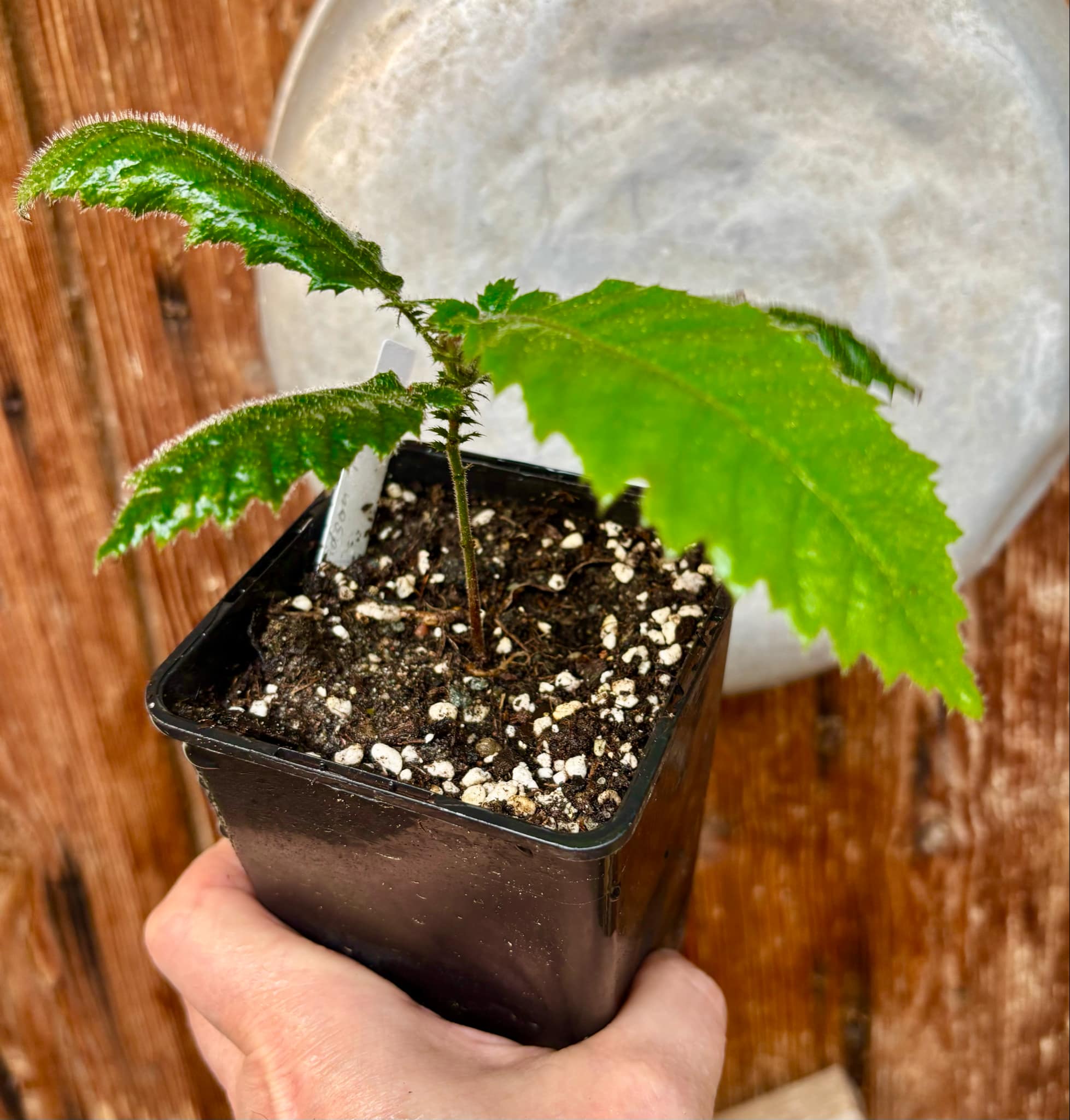 Davidson Plum (Davidsonia jerseyana) - 1 potted plant / 1 getopfte Pflanze
