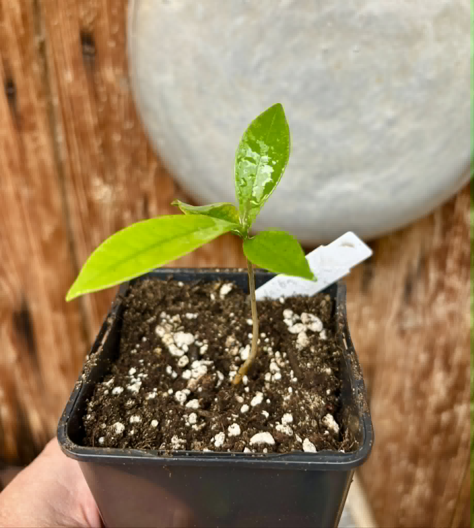 Duguetia lanceolata - Pindaiba - 1 potted seedling / 1 getopfter Sämling