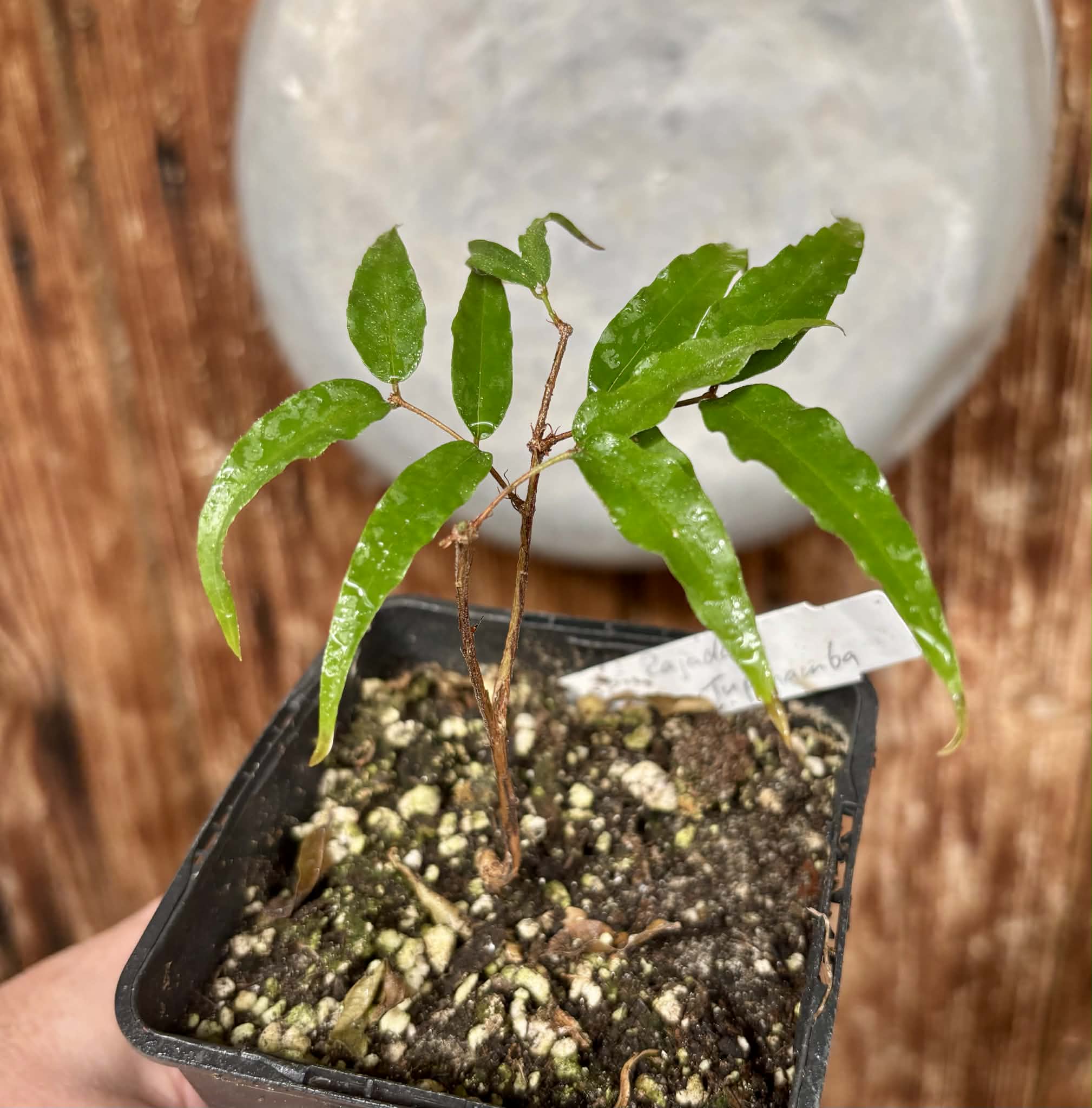 Plinia sp Rajada Cabo longo verde Tupinamba - Jaboticaba -  1 potted seedling / 1 getopfter Sämling