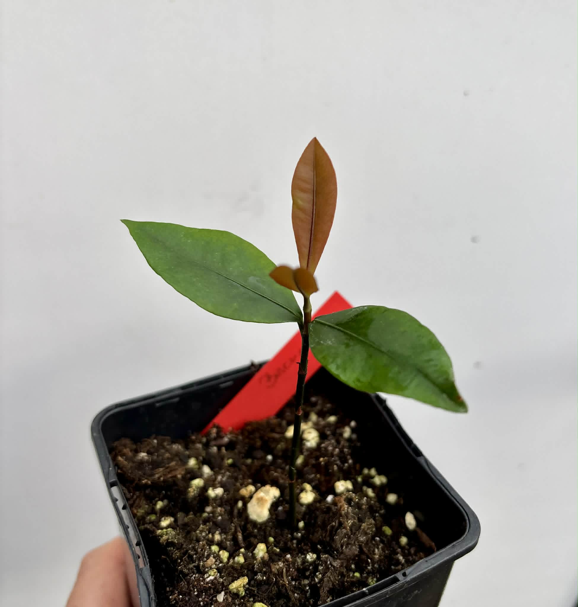 Bacupari  (Garcinia brasiliensis) -  1 potted seedling / 1 getopfter Sämling
