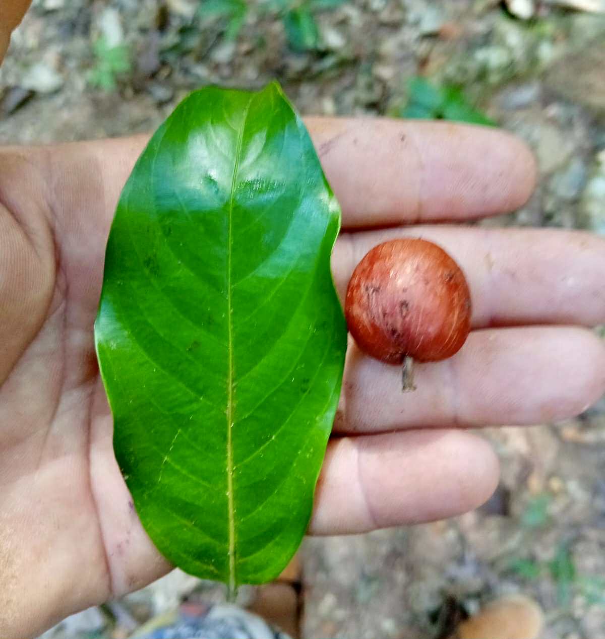 Unknown fruit from Amazonas Rondonia Brasil - 1 fresh seed / 1 frischer Samen Unknown fruit from Amazonas Rondonia Brasil - 1 fresh seed / 1 frischer Samen