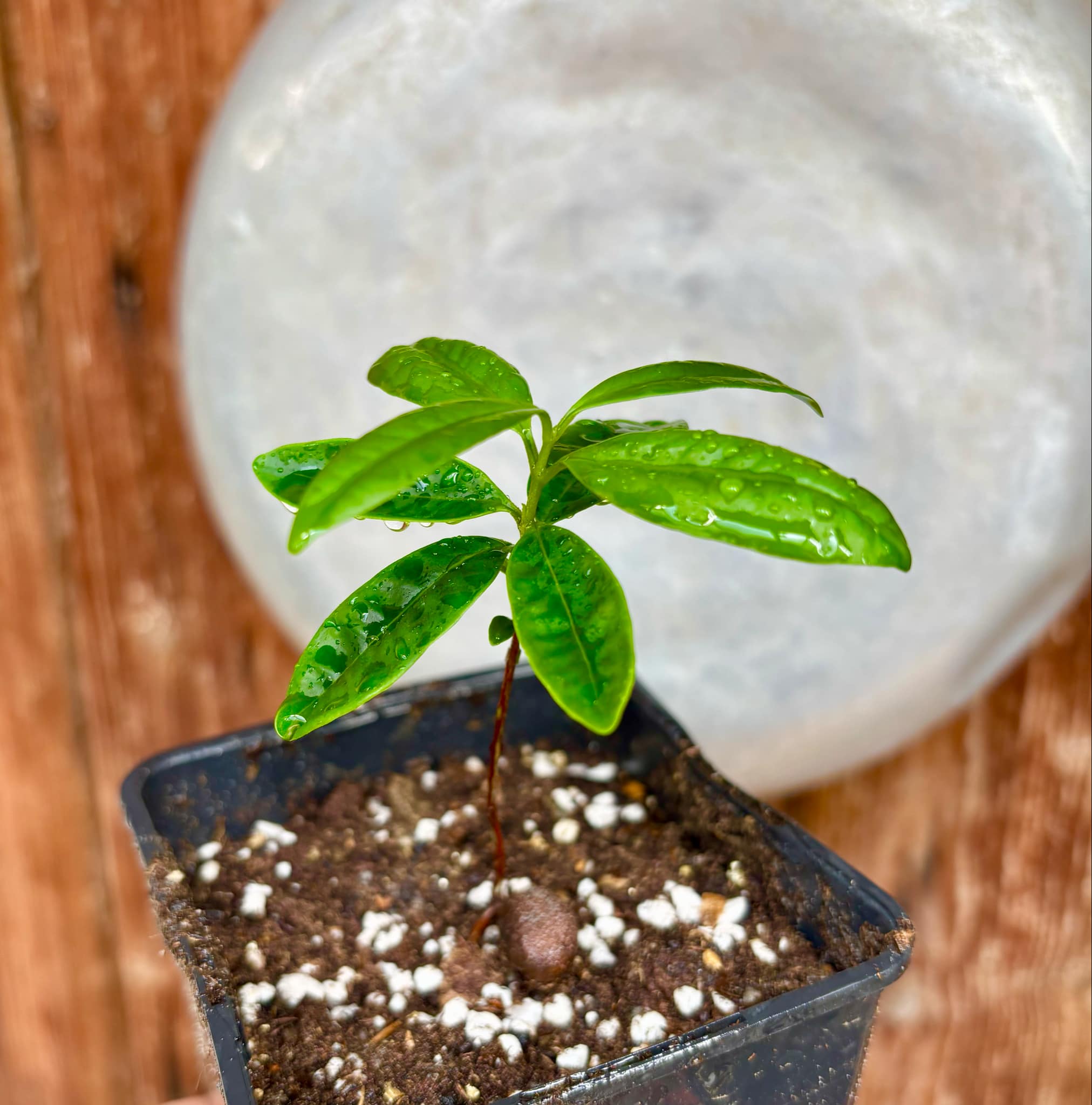 Eugenia cerasiflora - 1 potted plant - 1 getopfte Pflanze Eugenia cerasiflora - 1 potted plant - 1 getopfte Pflanze