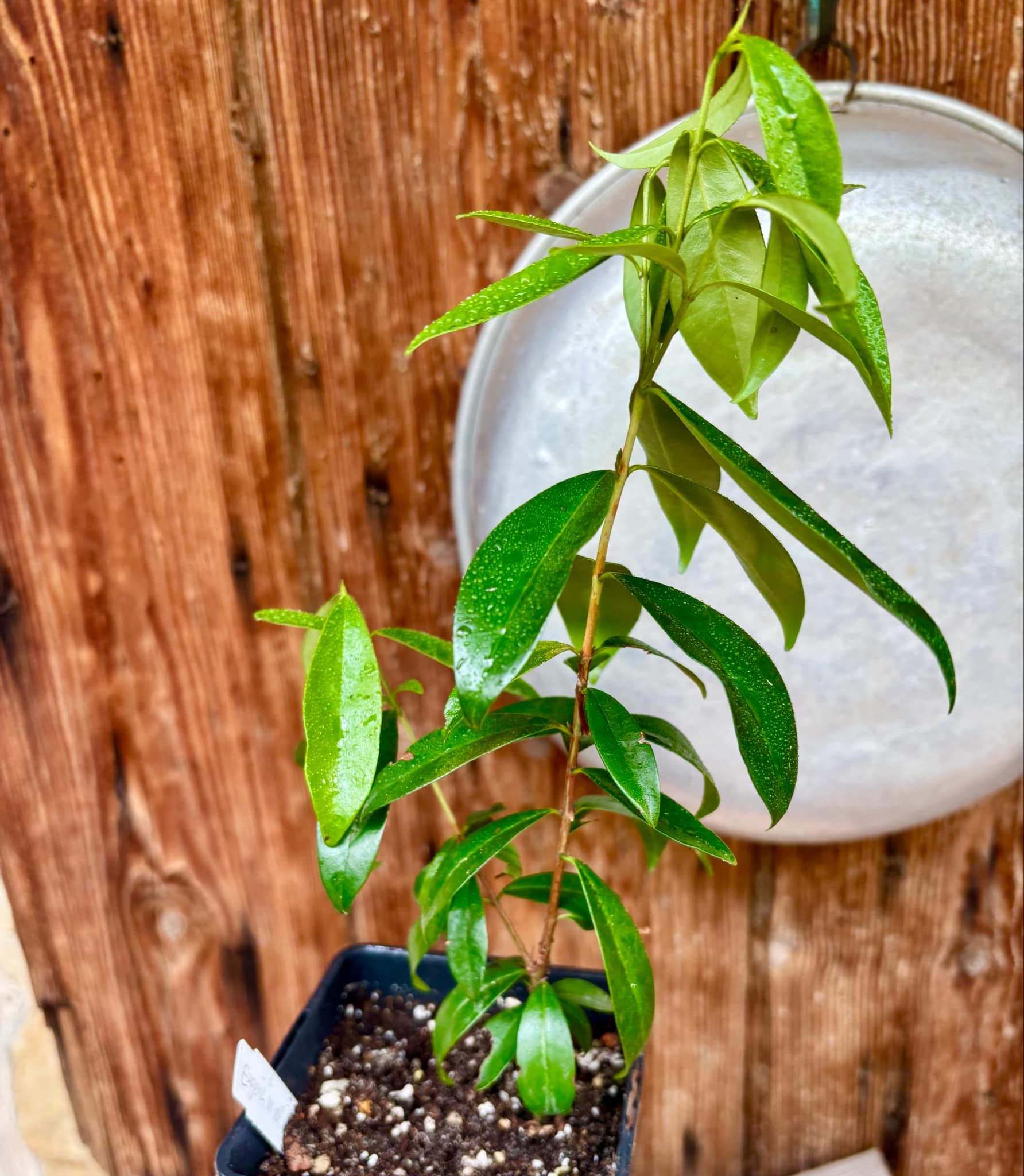Eugenia involucrata var. Scarlet - 1 potted plant / 1 getopfte Pflanze