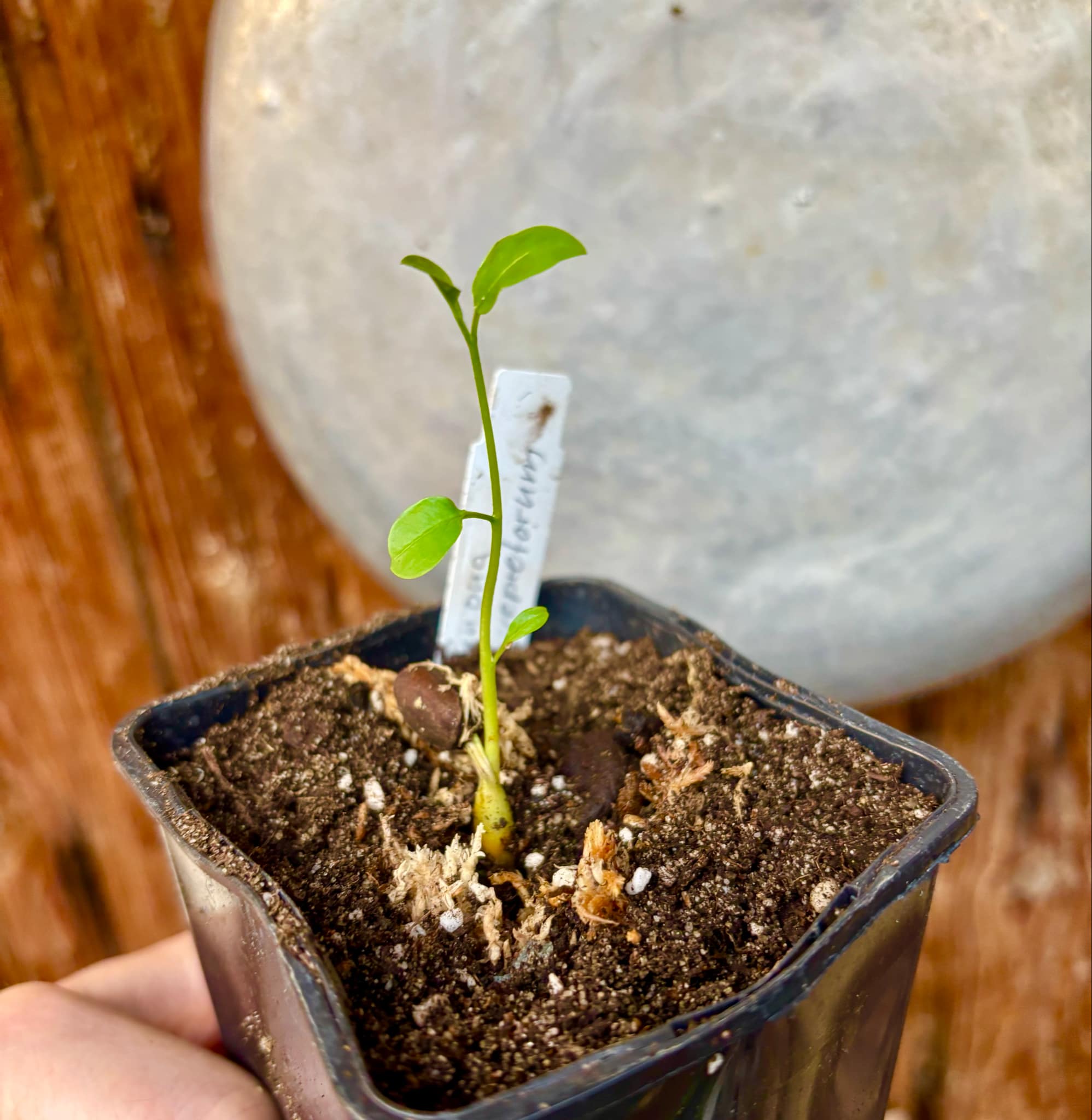 Araticum Pinha (Annona vepretorum)  - 1 small potted seedling / 1 kleiner, getopfter Sämling