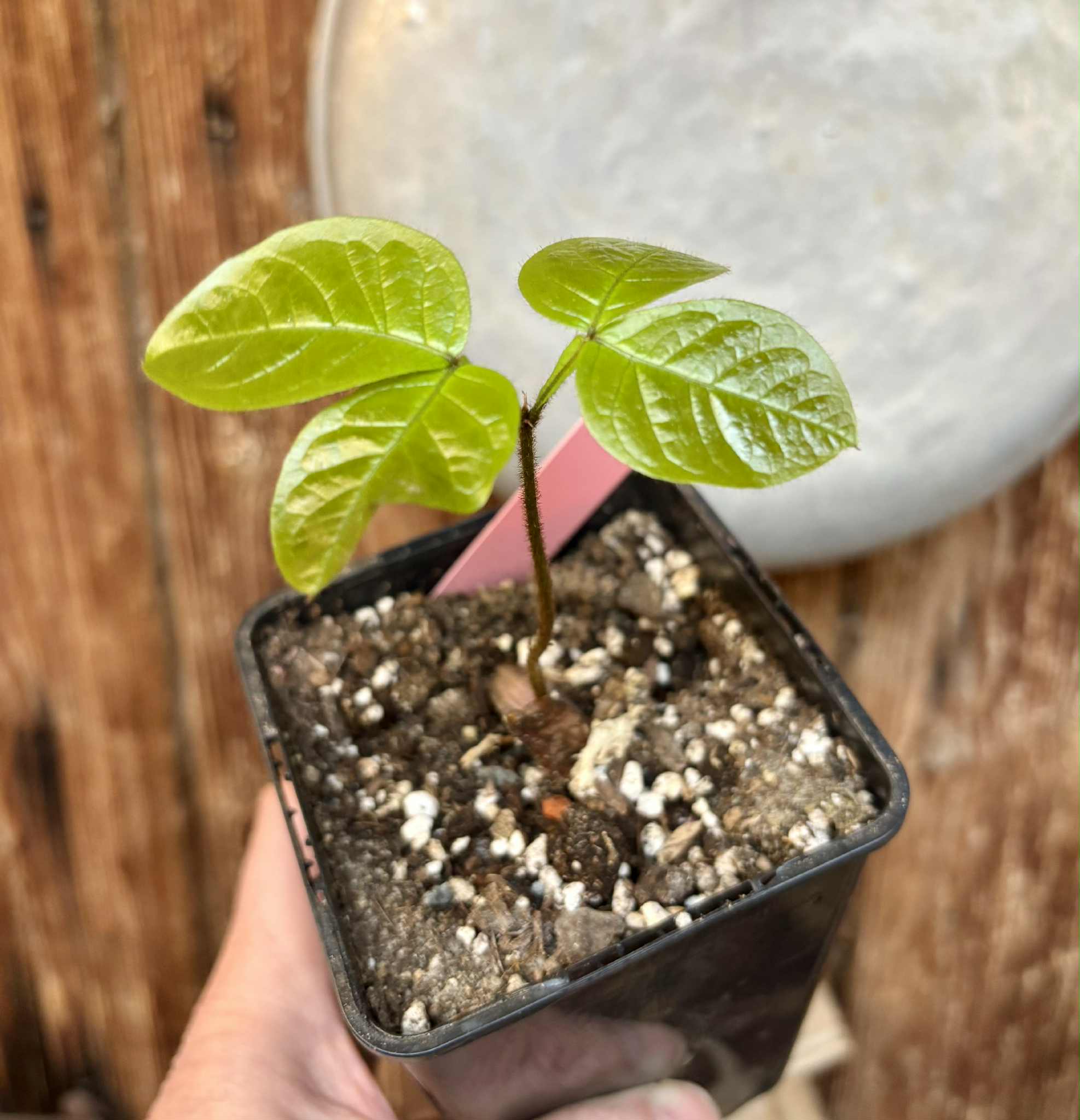 Inga aptera  - 1 potted seedling / 1 getopfter Sämling