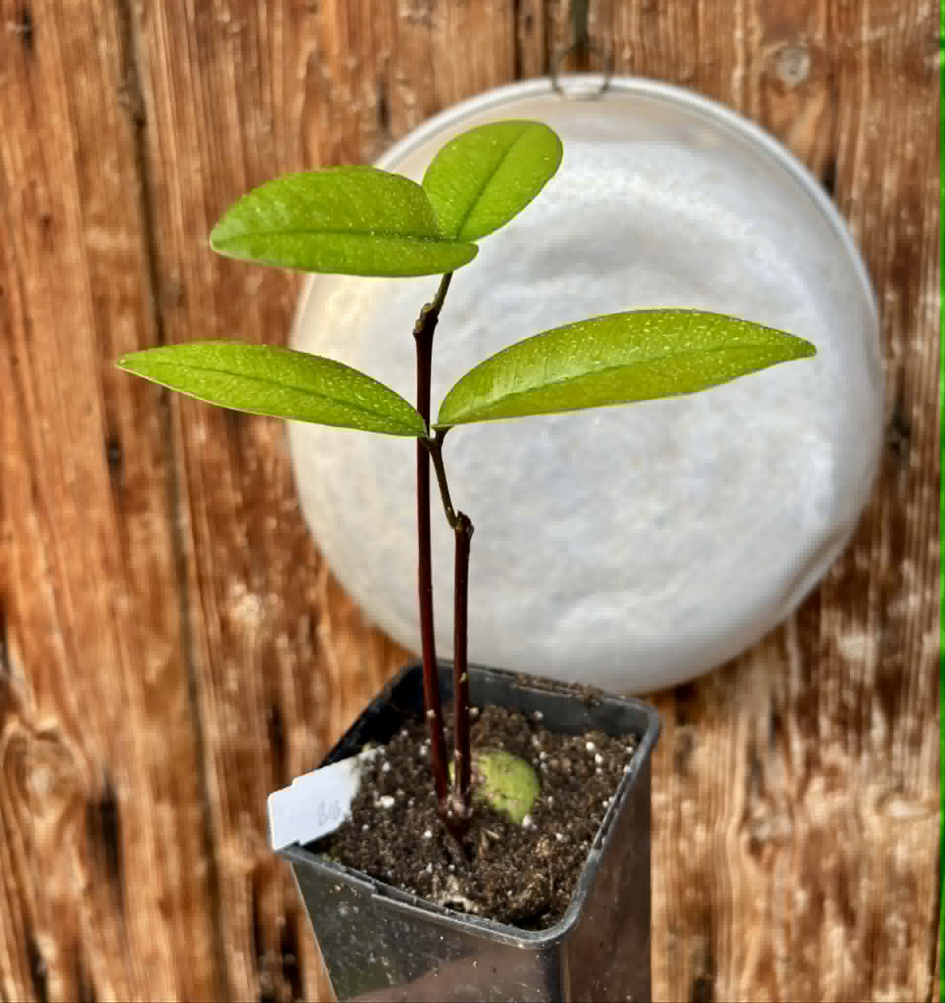 Eugenia sp Maca BIG -  1 potted seedling / 1 getopfter Sämling