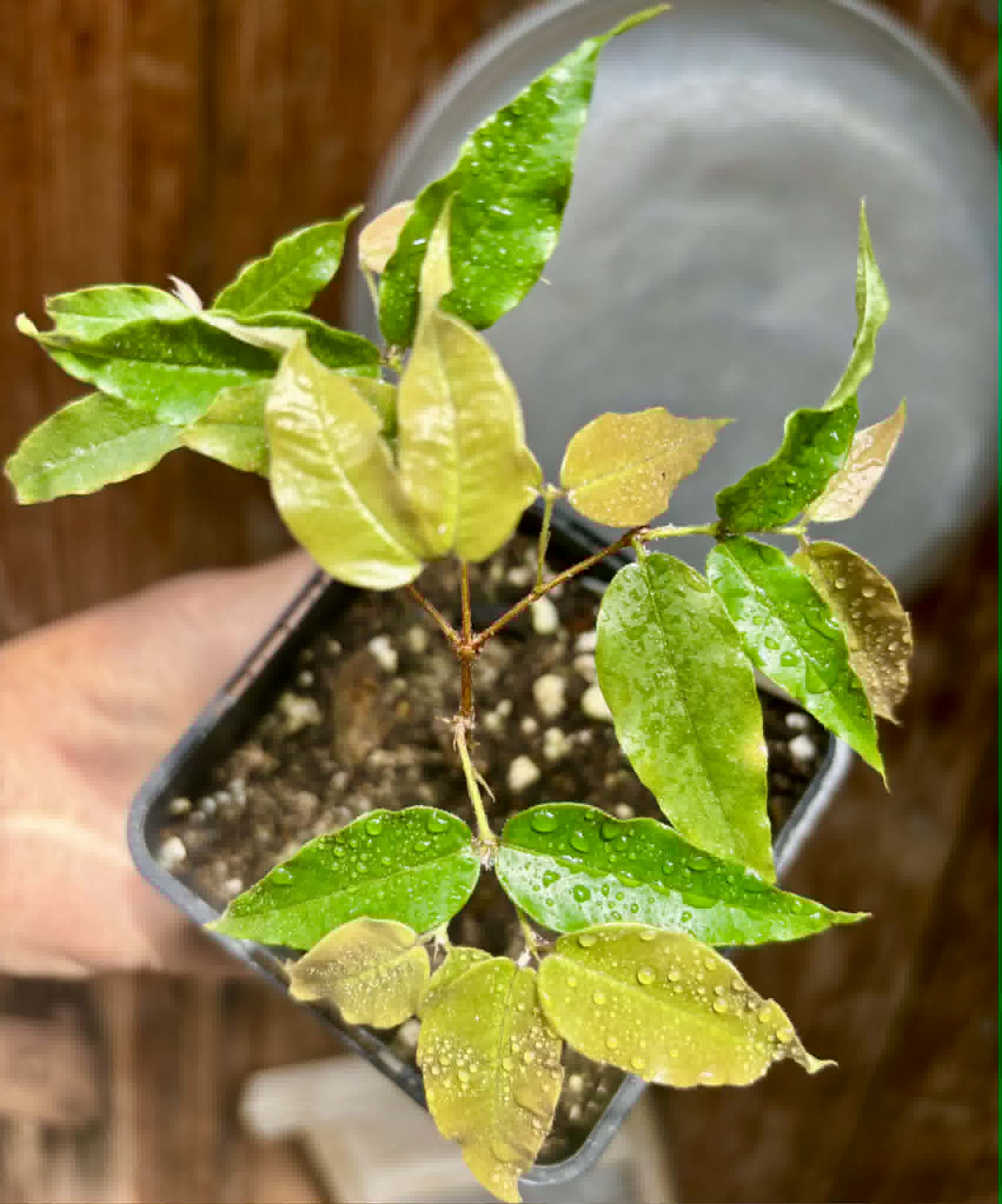 Plinia sp Dandara -  1 potted seedling / 1 getopfter Sämling