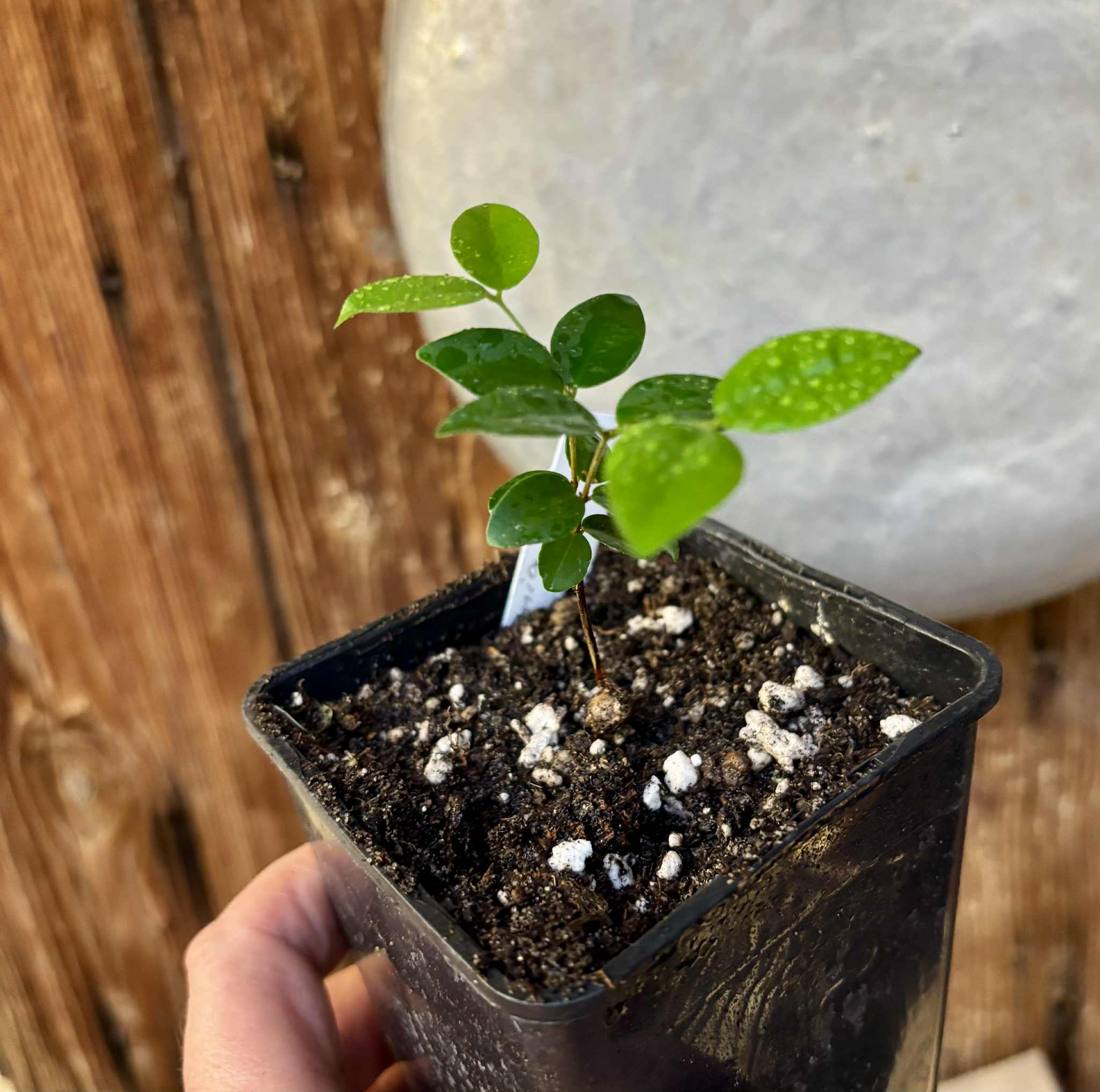 Eugenia hirta - 1 potted seedling/ 1 getopfter Sämling Eugenia hirta - 1 potted seedling/ 1 getopfter Sämling