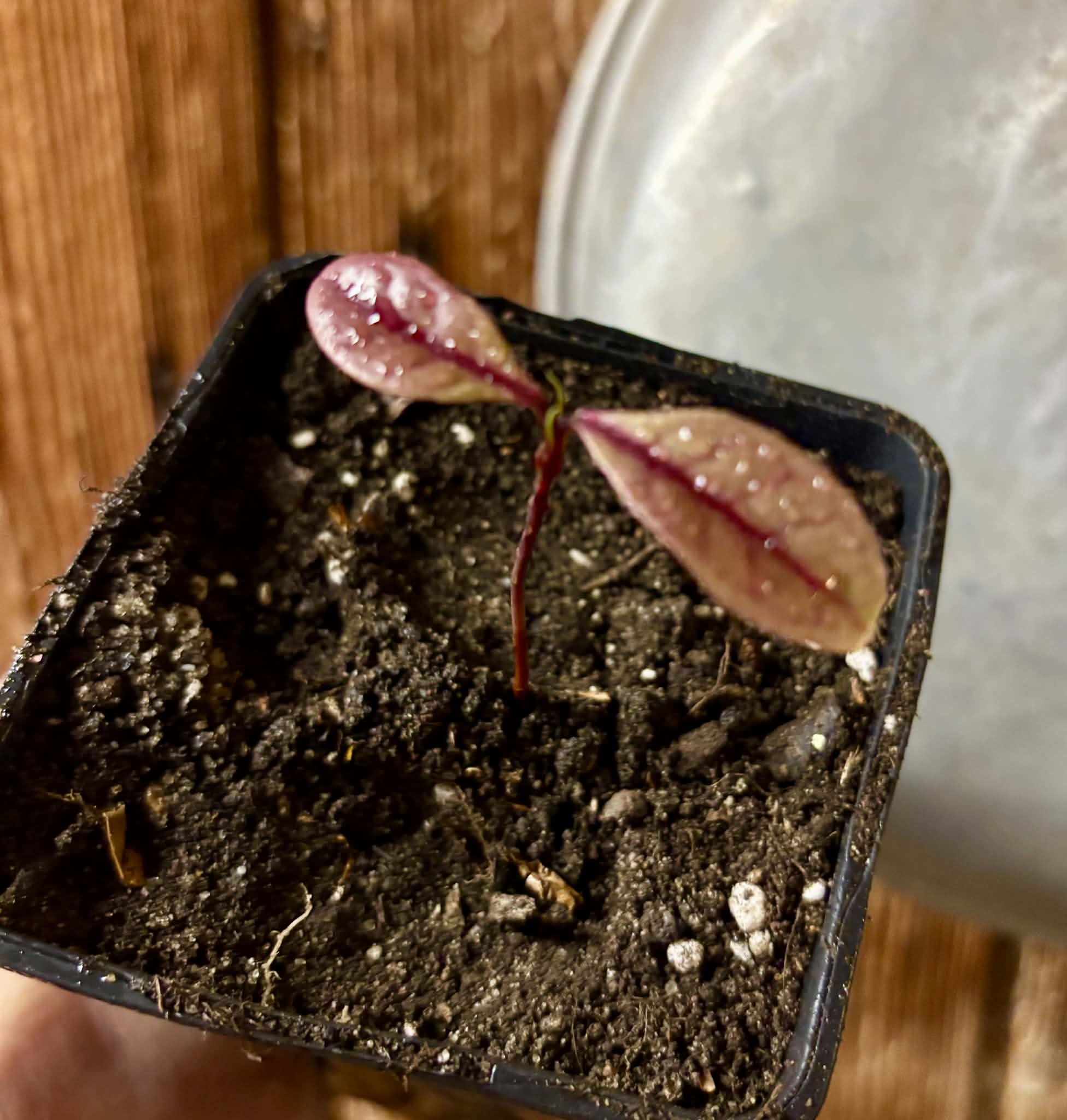 Eugenia rotundifolia var. Maruim - 1 potted seedling / 1 getopfter Sämling