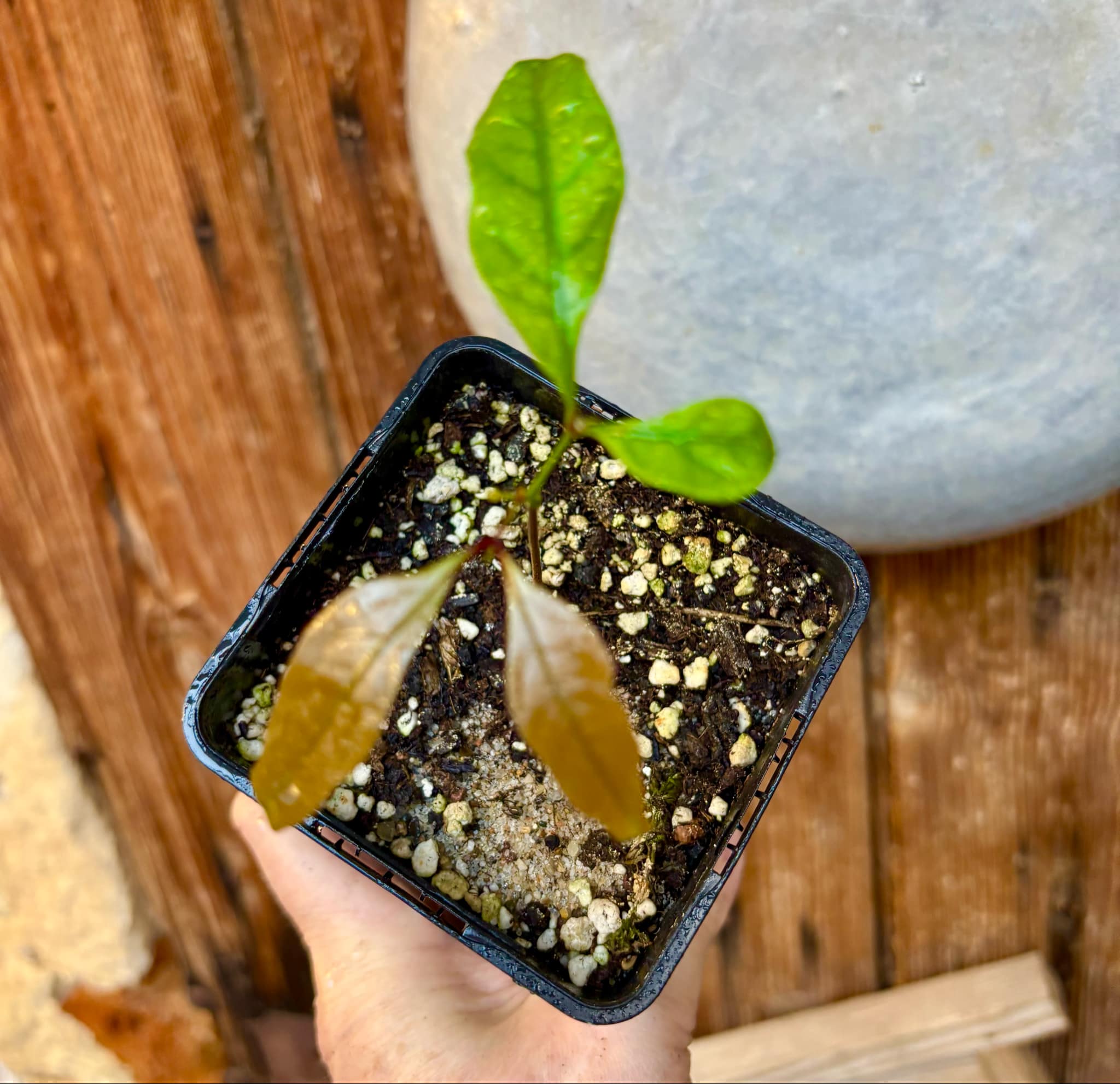 Xerospermum noronhianum - 1 small potted seedling / 1 kleiner, getopfter Sämling Xerospermum noronhianum - 1 small potted seedling / 1 kleiner, getopfter Sämling