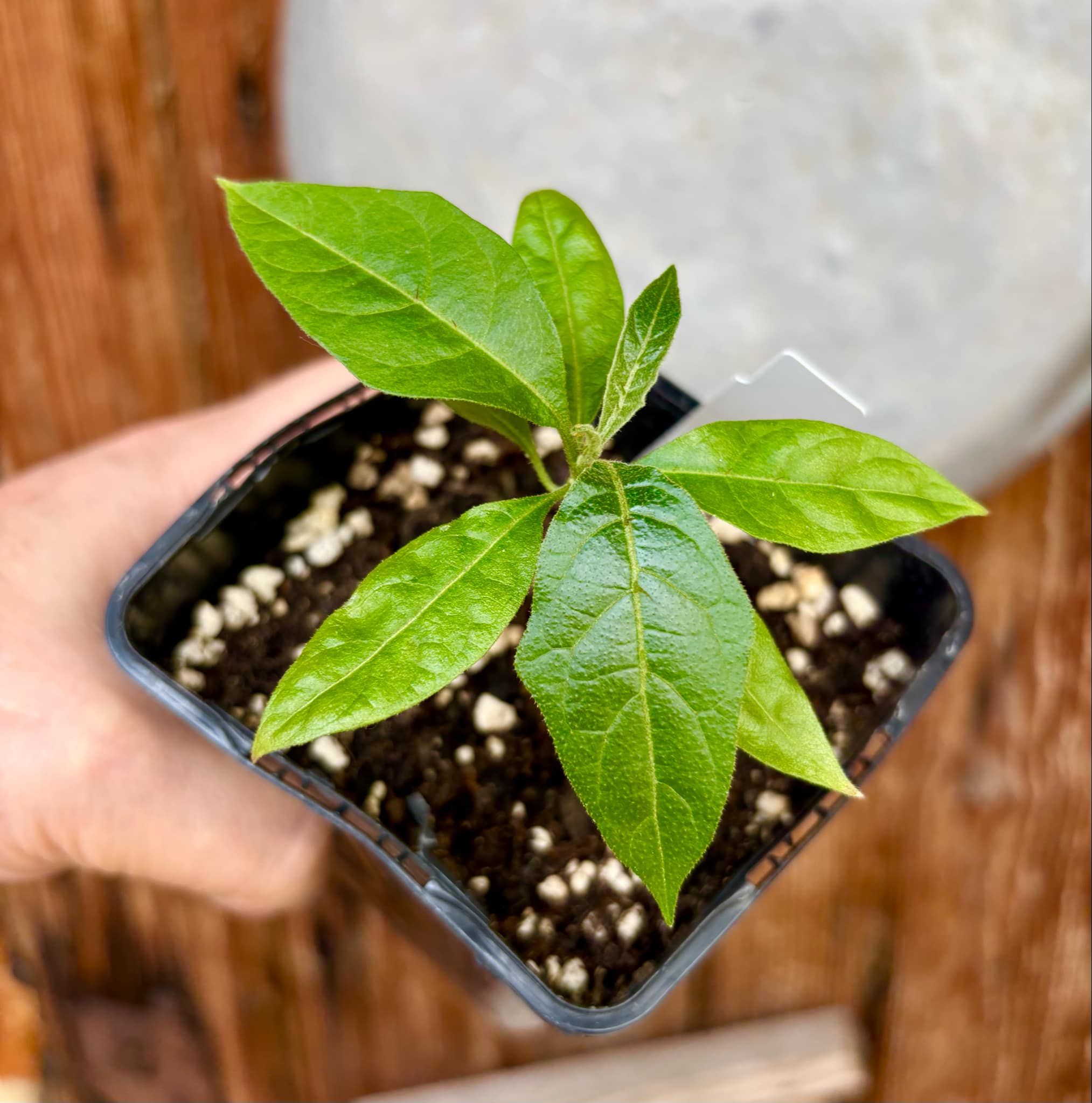 Solanum schizandrum - 1 small, potted seedling / 1 kleiner, getopfter Sämling