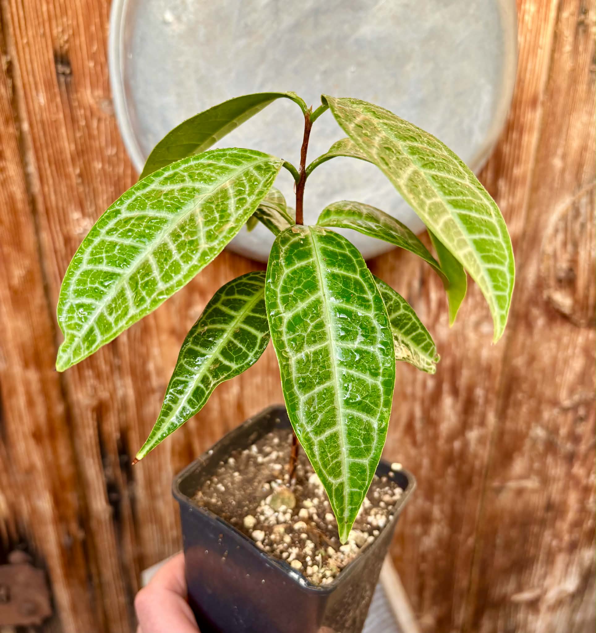Eugenia sp Labisia -  1 potted plant / 1 getopfte Pflanze