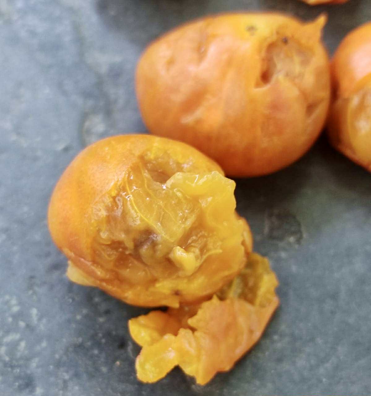 Myrciaria sp Nara -  1 fresh seed / 1 frischer Samen