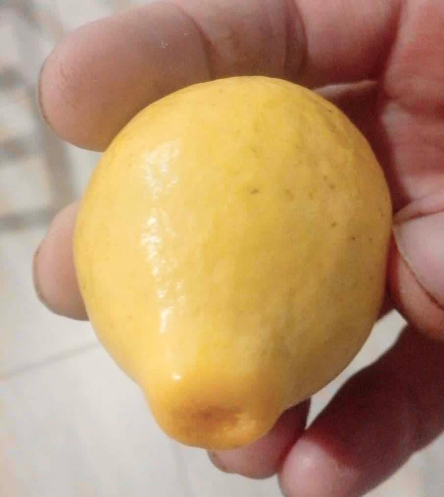 Yellow Pear Shape Guava (Psidium guajava var.) - 1 potted small plant / 1 kleine, getopfte Pflanze Yellow Pear Shape Guava (Psidium guajava var.) - 1 potted small plant / 1 kleine, getopfte Pflanze