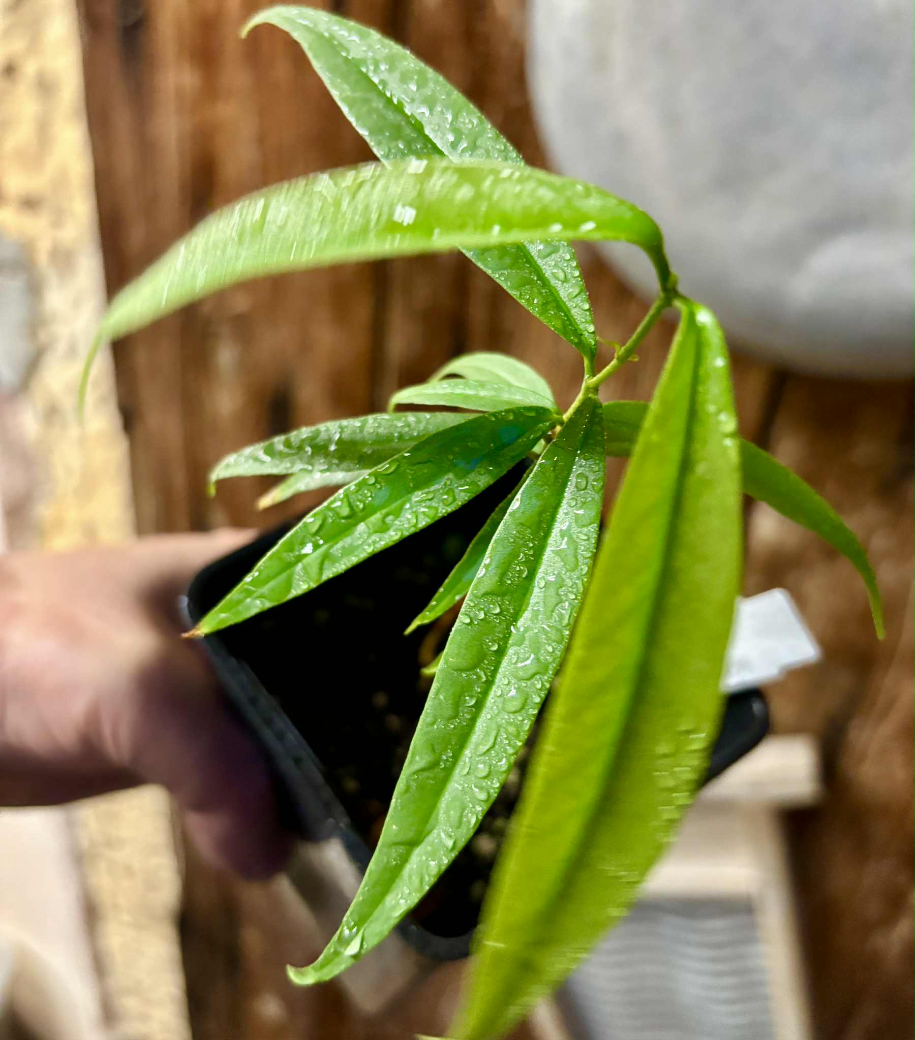 Eugenia sp sect racemosa -  1 potted plant / 1 getopfte Pflanze