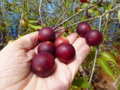 Pre Order - Camu Camu (Myrciaria dubia)  - 1 fresh seed / 1 frischer Samen