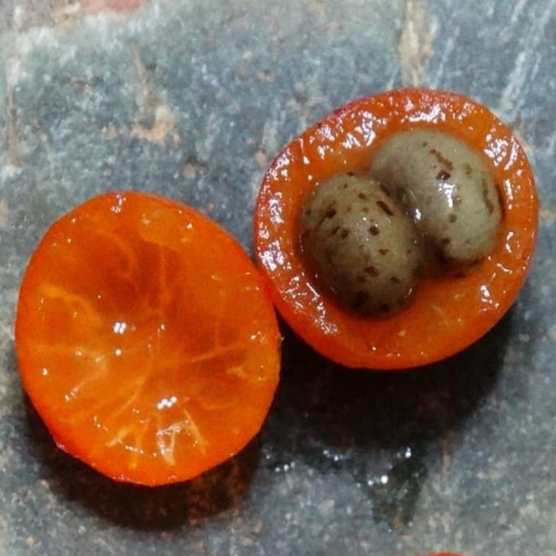 Myrciaria tenella  - 1 fresh seed / 1 frischer Samen