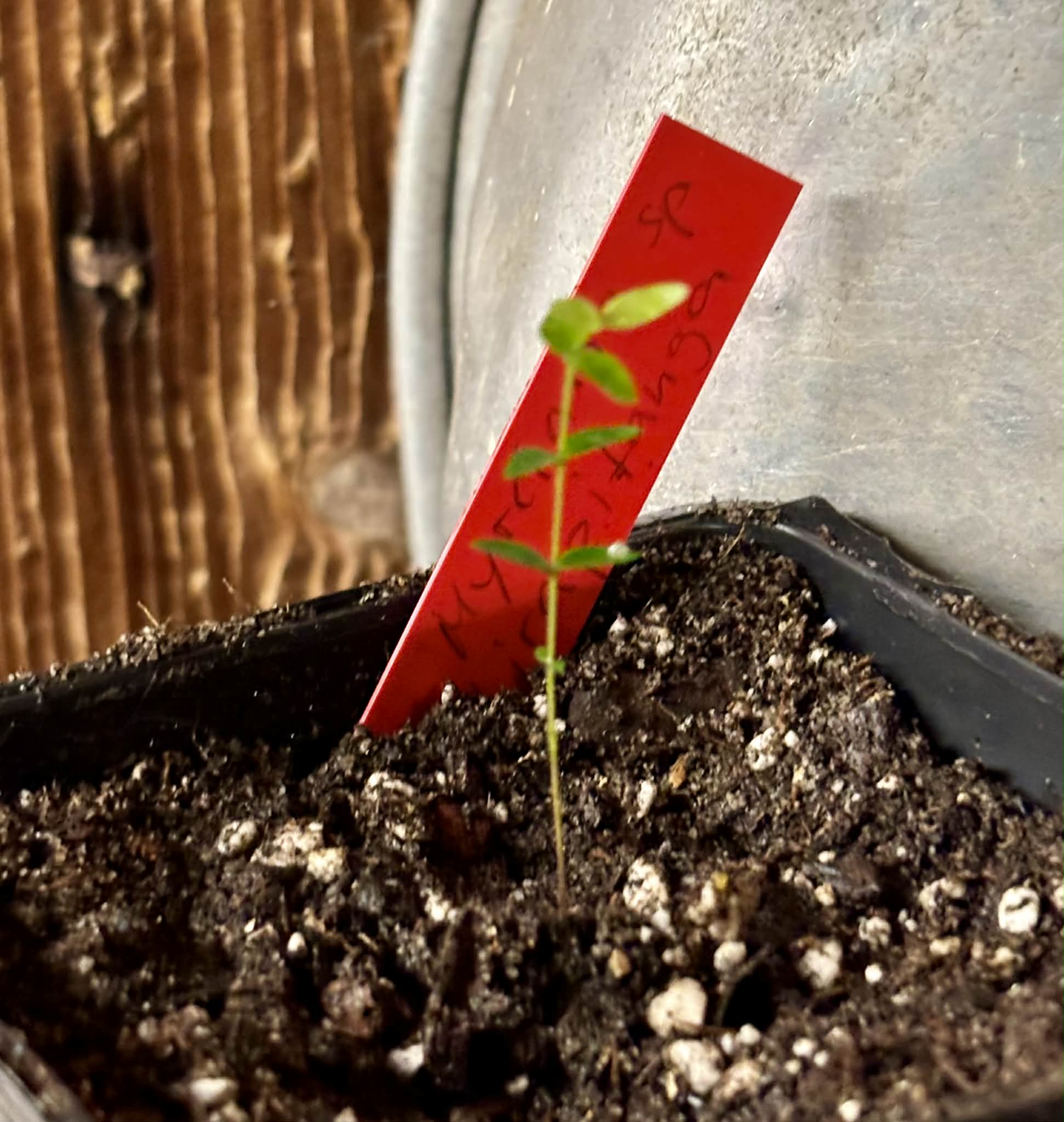 Myrciaria sp Ibirapitanga -  1 potted seedling / 1 getopfter Sämling