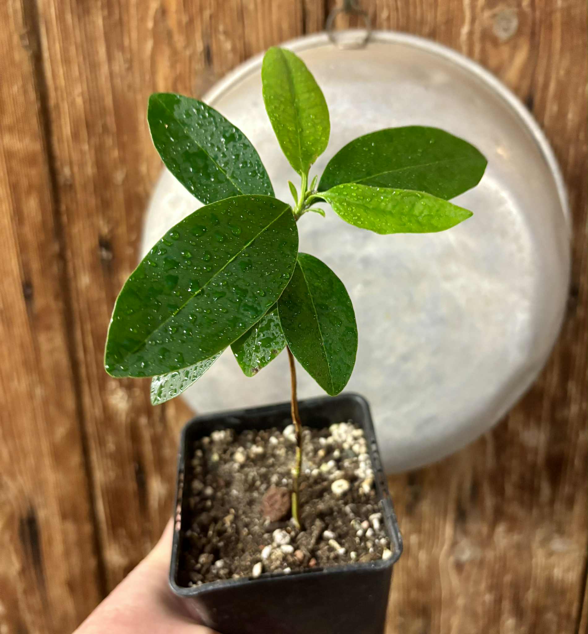 Eugenia dichroma - Pitanga Fanta - 1 potted seedling / 1 getopfter Sämling