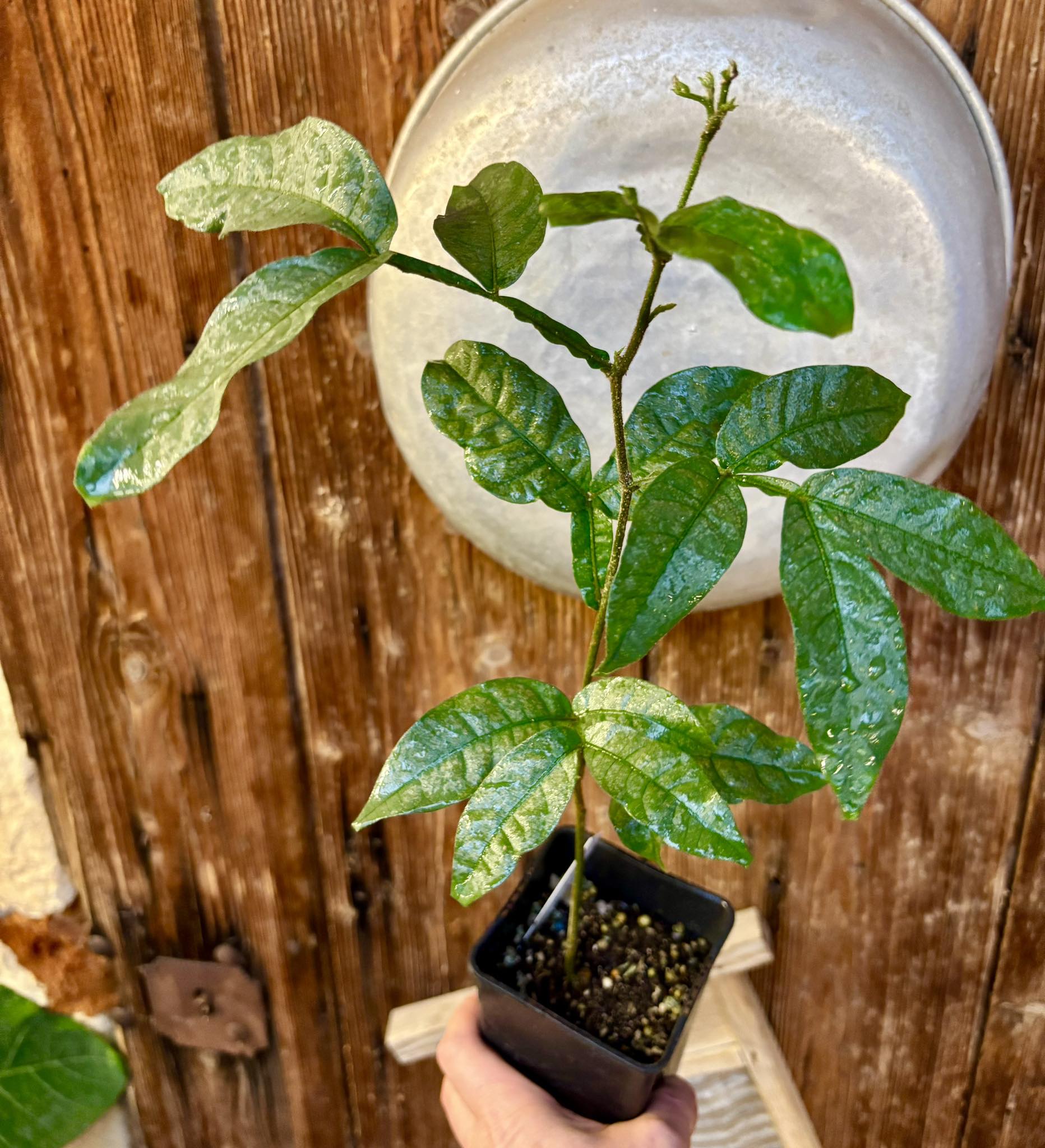 Inga spectabilis - Machete Ice cream bean - 1 potted plant / 1 getopfte Pflanze