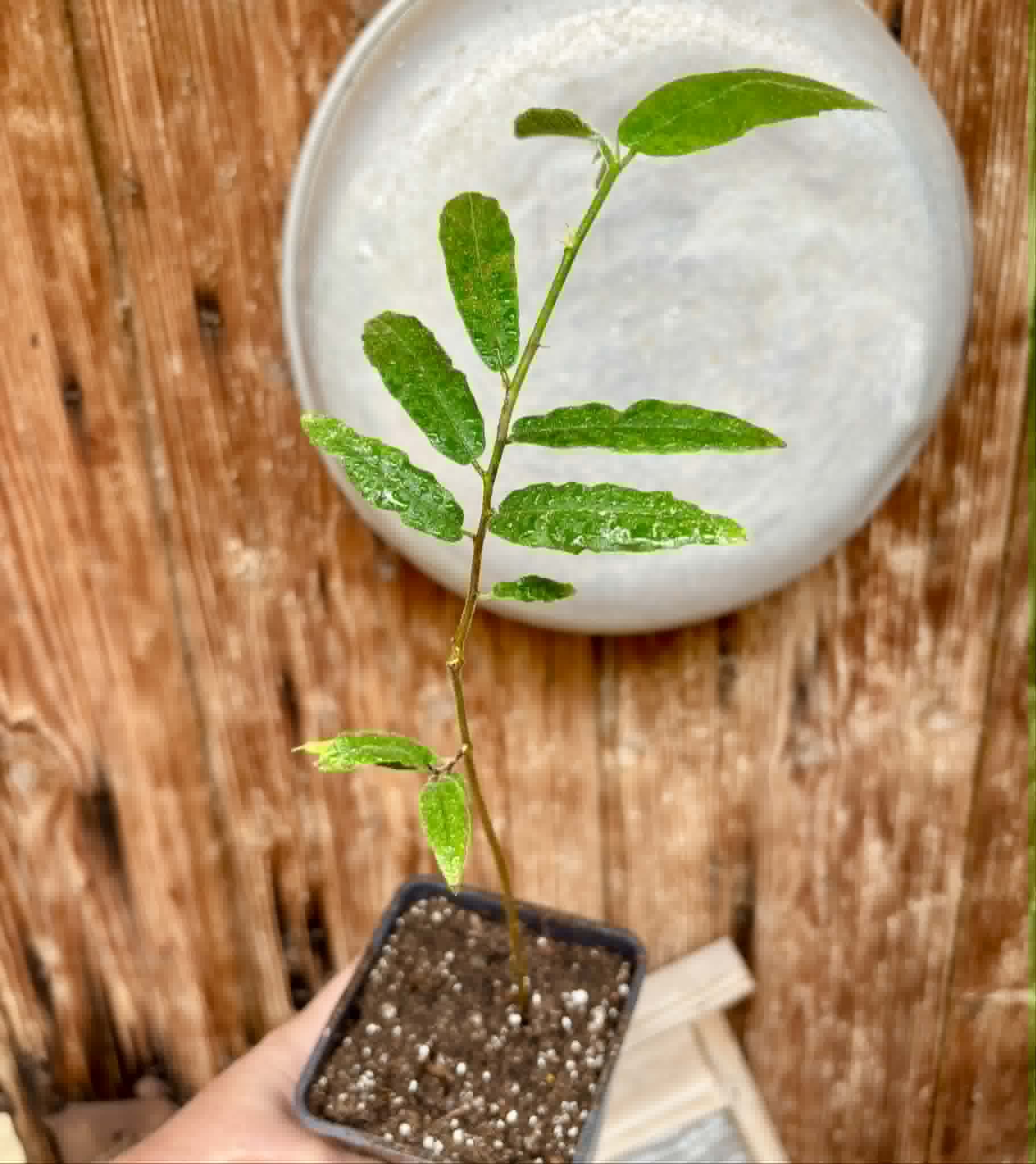 Pseudoxandra bahiensis - 1 potted plant / 1 getopfte Pflanze