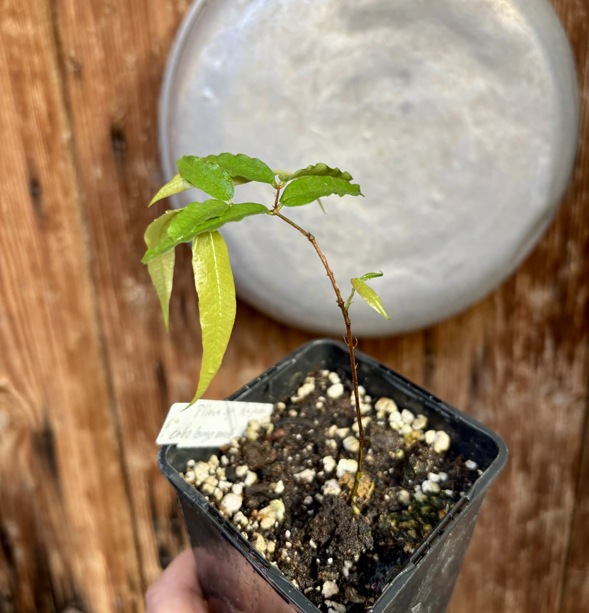 Plinia sp Rajada Cabo longo verde Tupinamba - Jaboticaba -  1 potted seedling / 1 getopfter Sämling