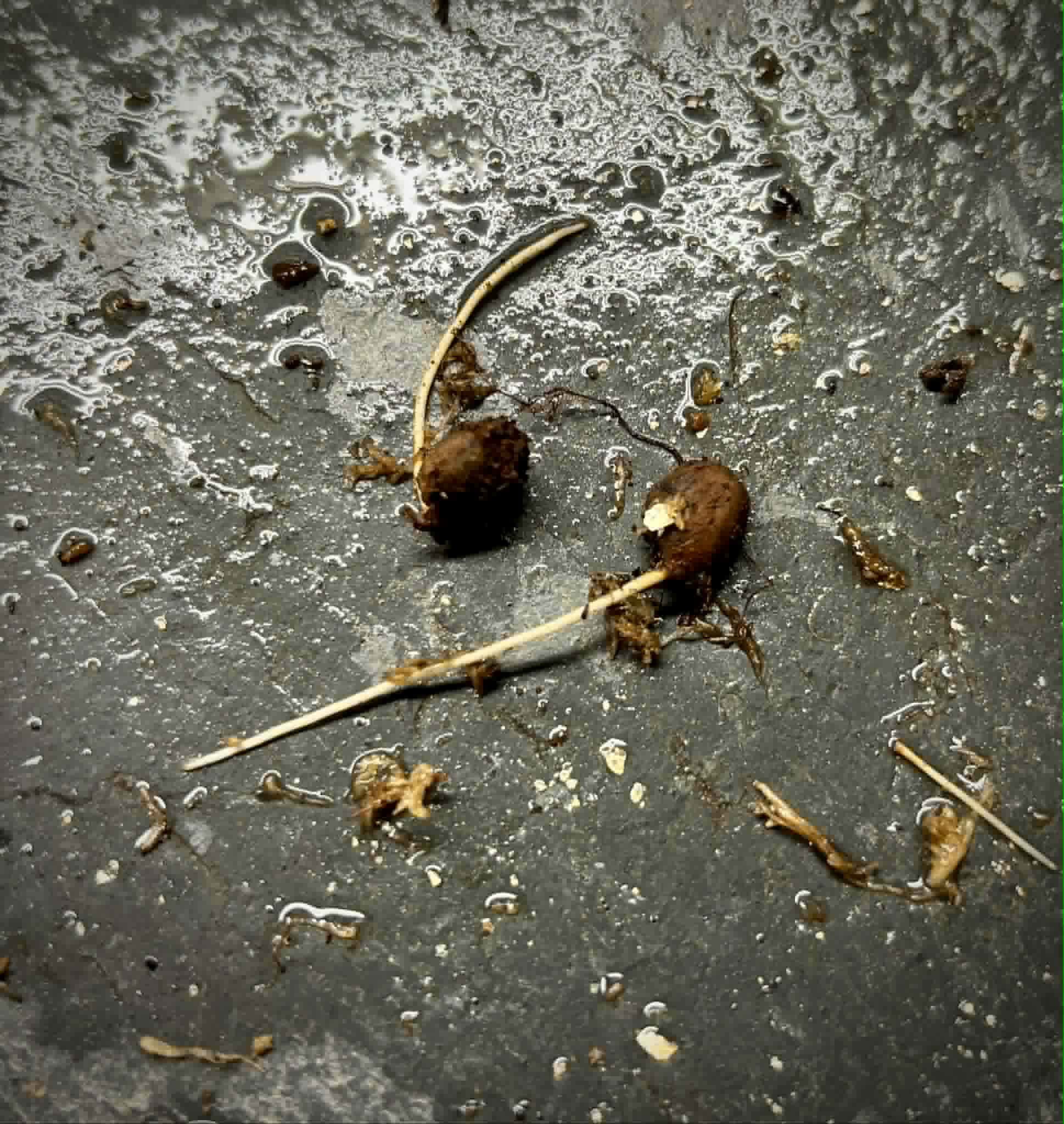 Jaboticaba Sabara (Plinia cauliflora)  - 1 germinated seed / 1 gekeimter Samen
