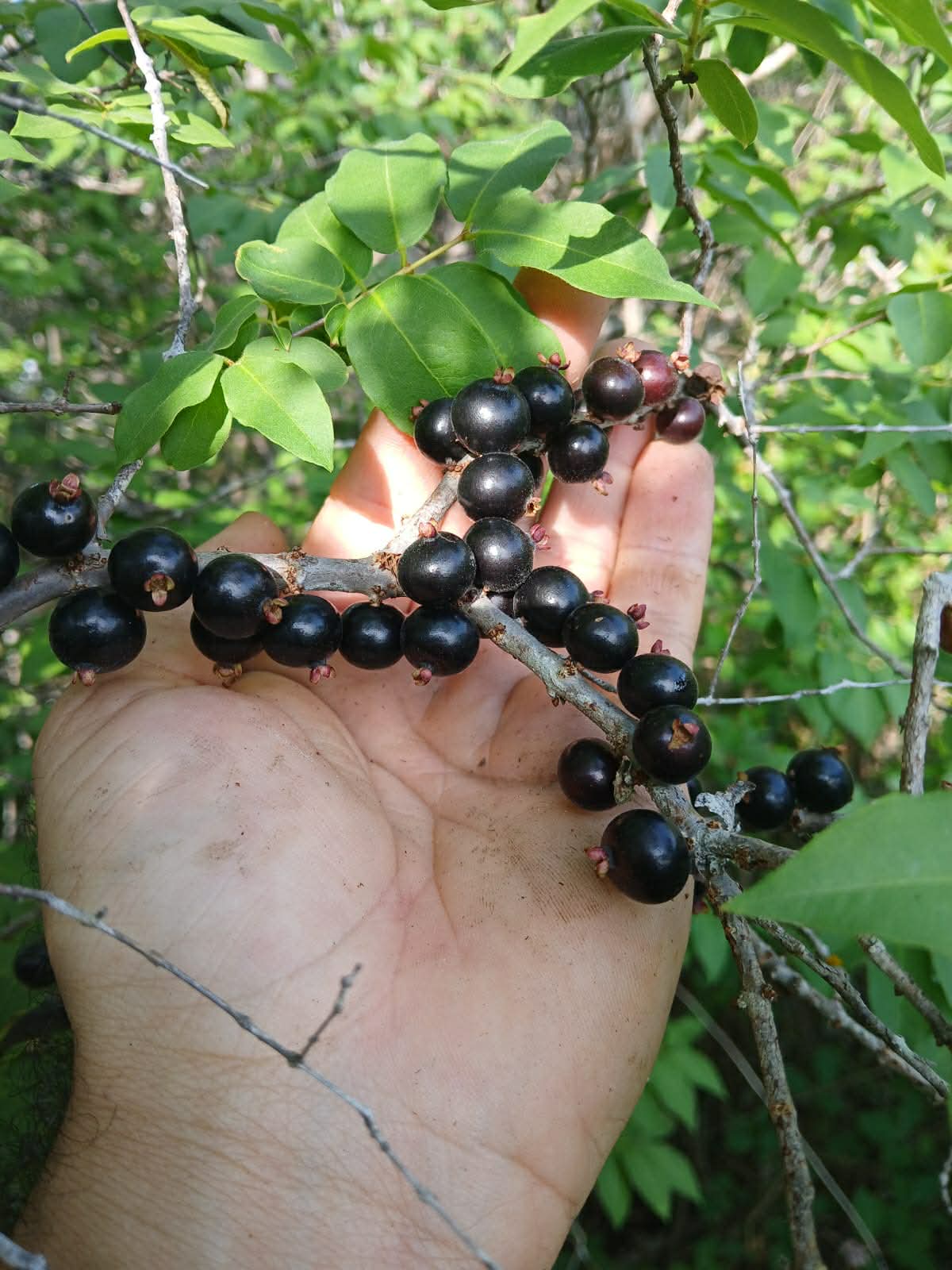 Pre Order - Jaboticaba de Rama (Guapurium sp de Rama) -  1 fresh seed / 1 frischer Samen