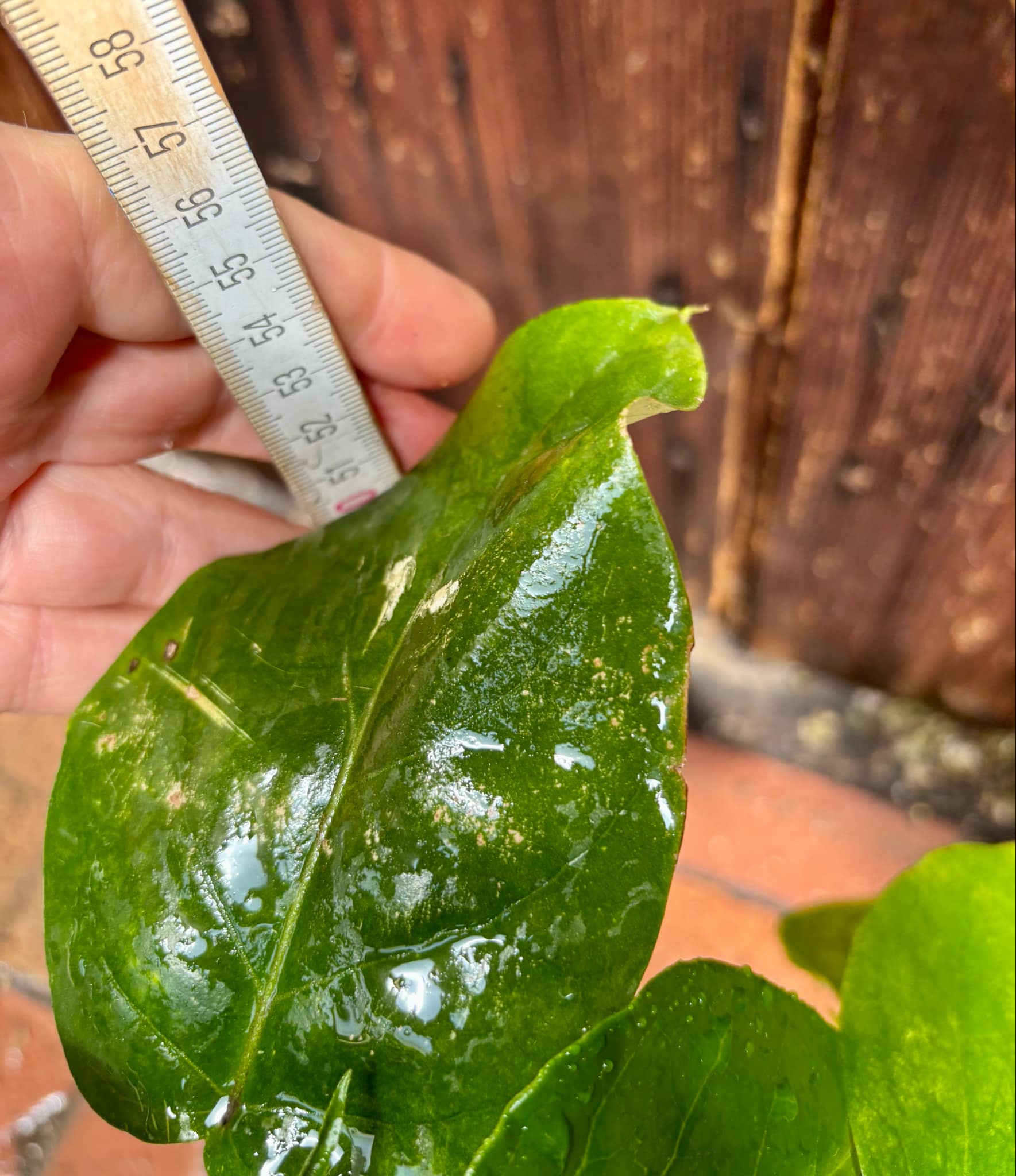 Guava Tamarillo (Solanum diploconos) - 1 potted plant / 1 getopfte Pflanze