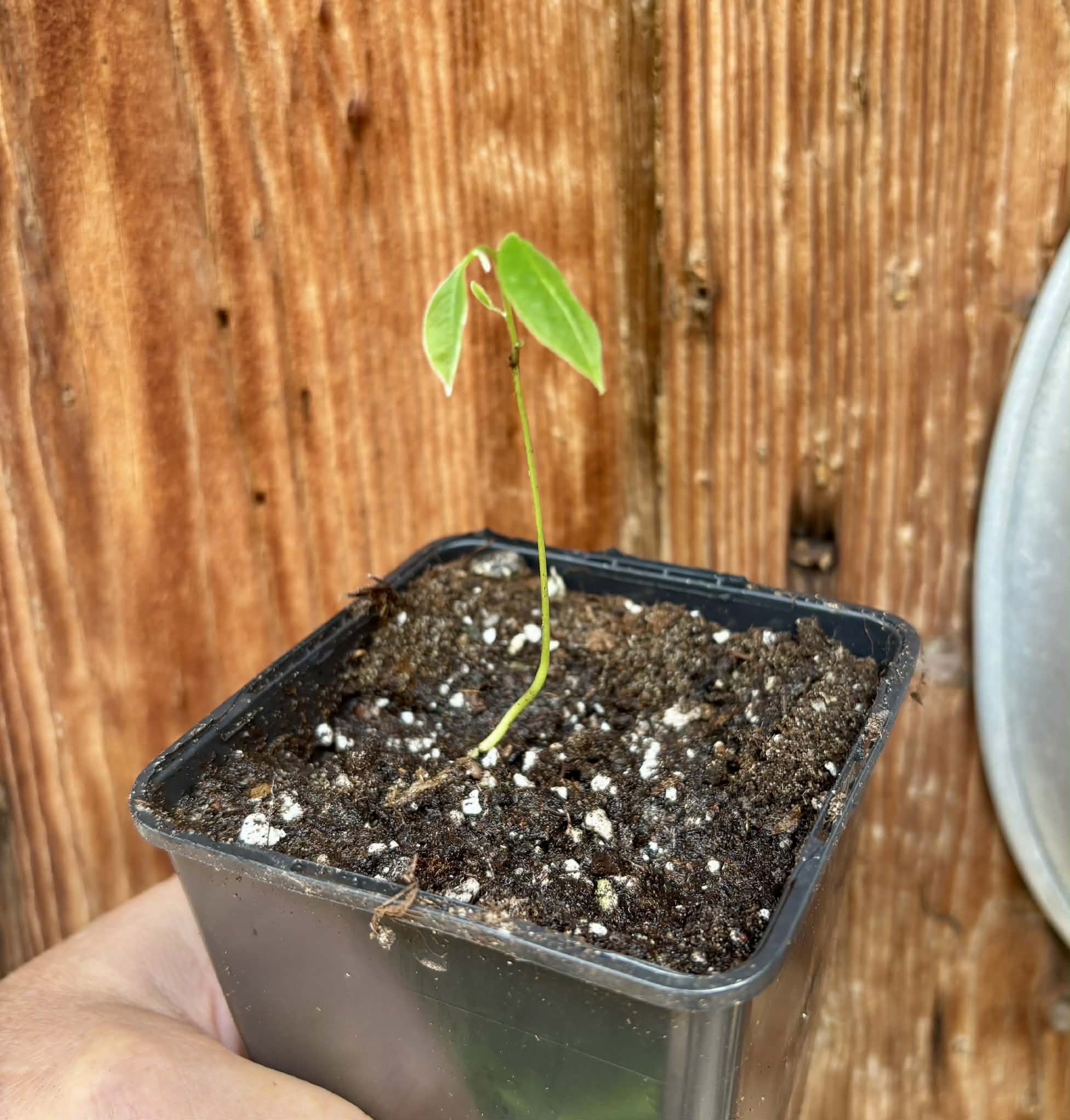 Duguetia cf quitarensis - 1 potted seedling / 1 getopfter Sämling