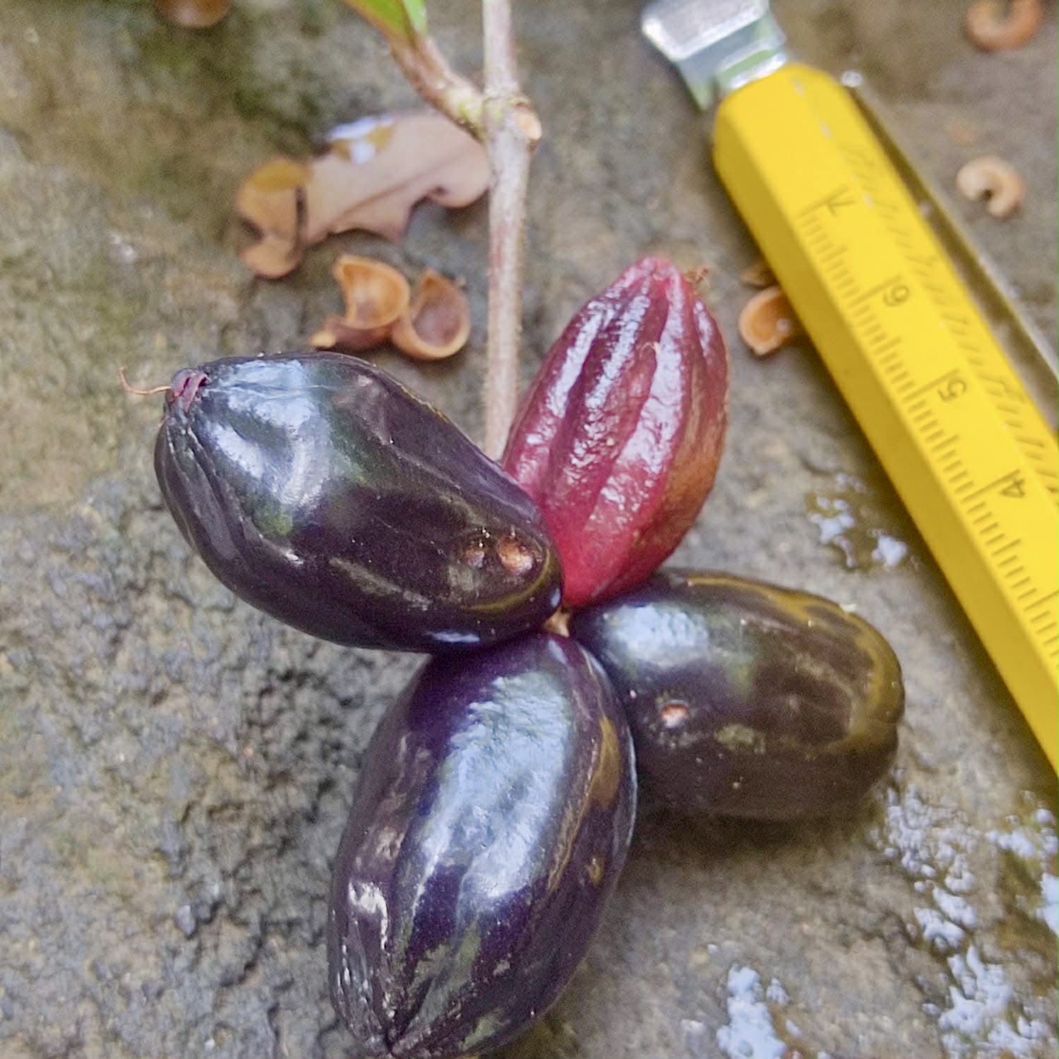 Pre Order - Eugenia sp Pitanguinha roxo escuro -  1 fresh seed / 1 frischer Samen